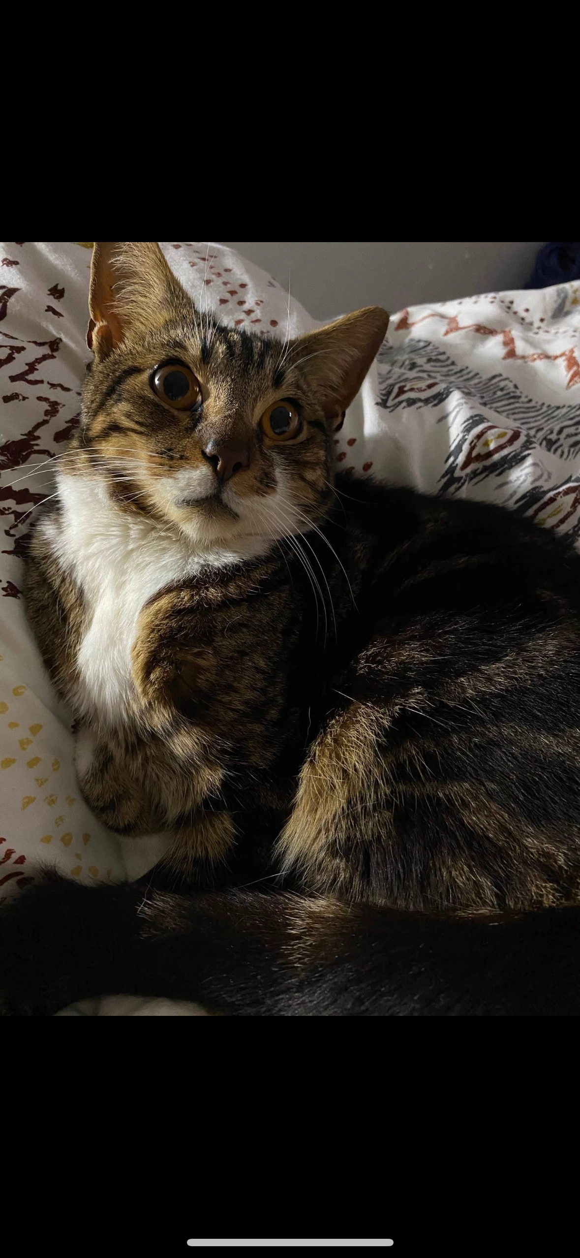 Bill - Cnap Llwyd Road, Swansea