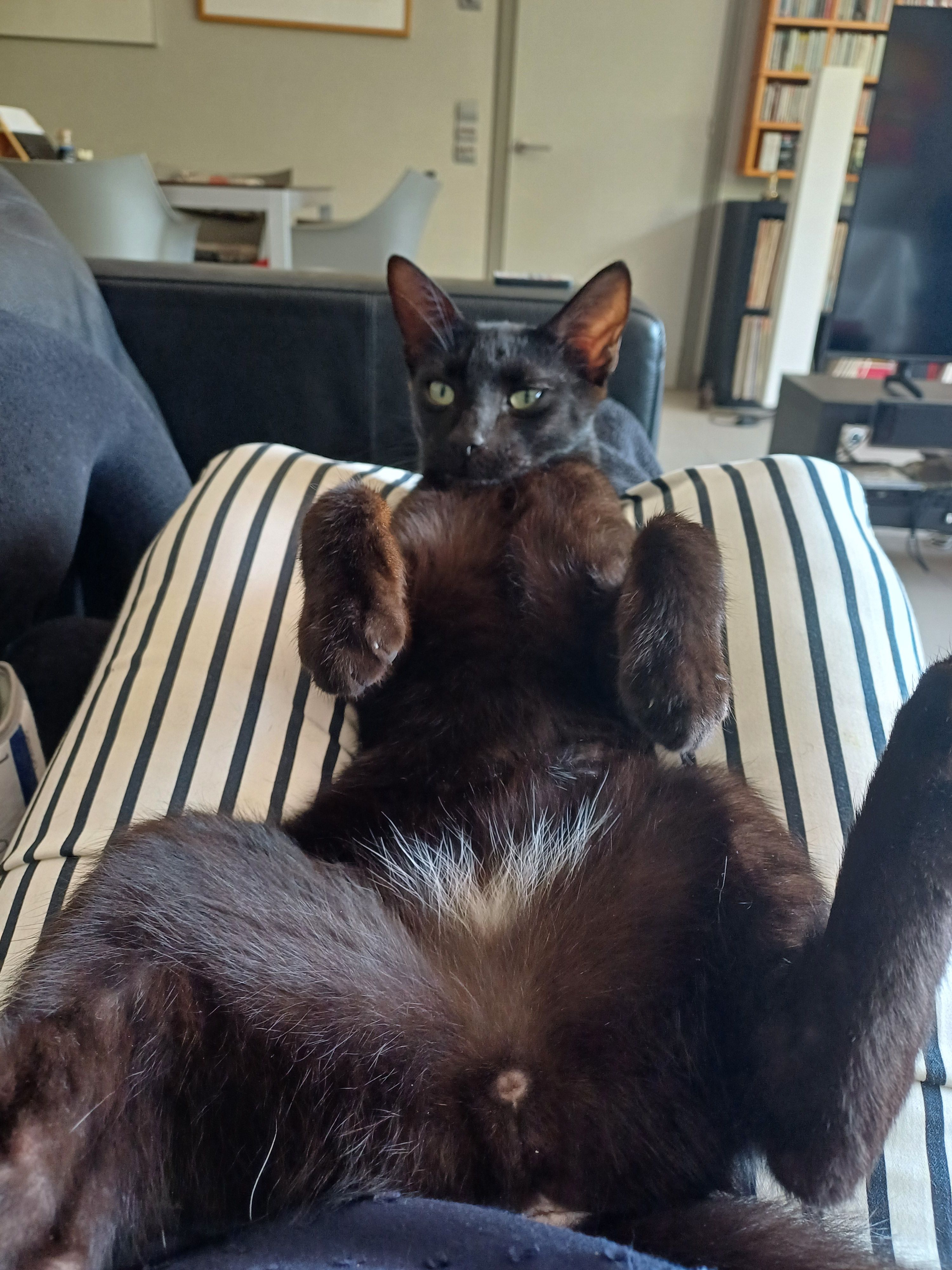 Archie - Camí Vell De Sales De Llierca, Sales de Llierca