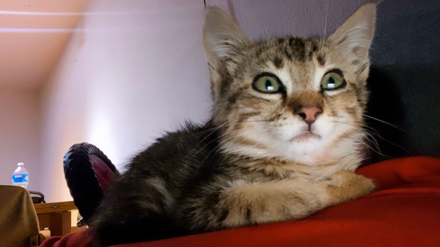 Toji - Carrer de Portlligat, Figueres