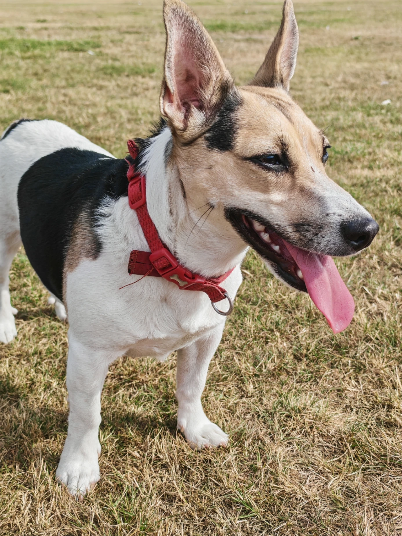 Minnie - Carlton House Terrace, Halifax