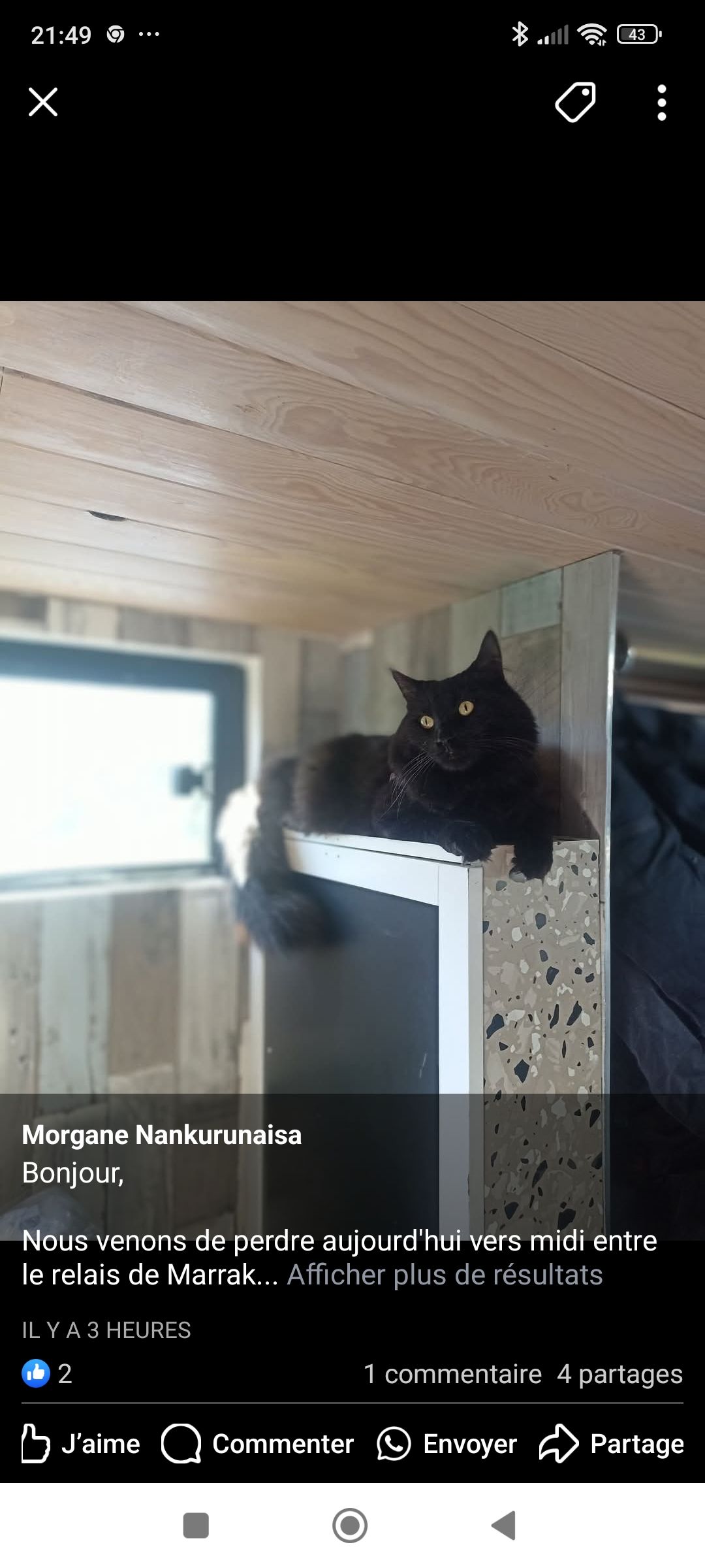 Missing Cat - Route De Marrakech, Béni Mellal