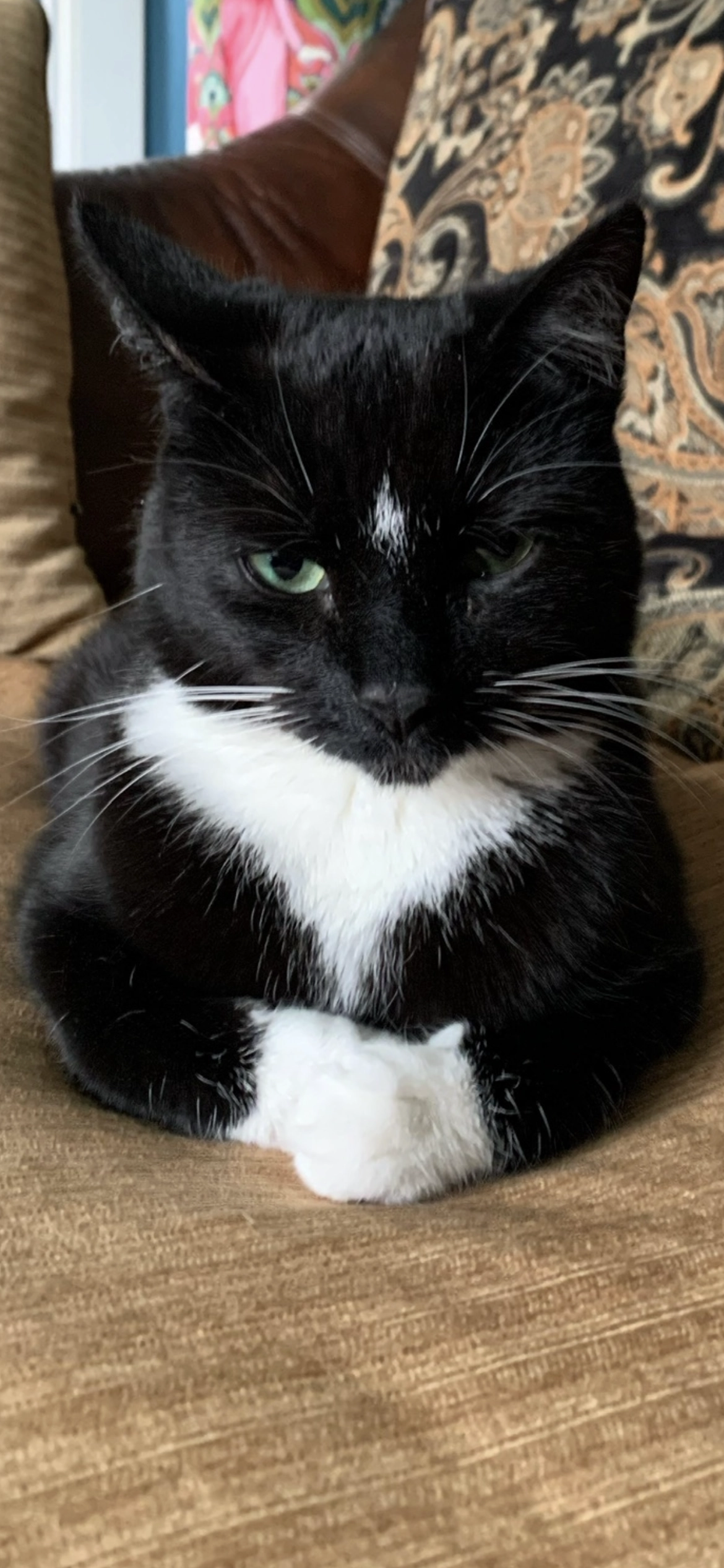 Kiki, but rocket on microchip - KA18 4PR, Cumnock