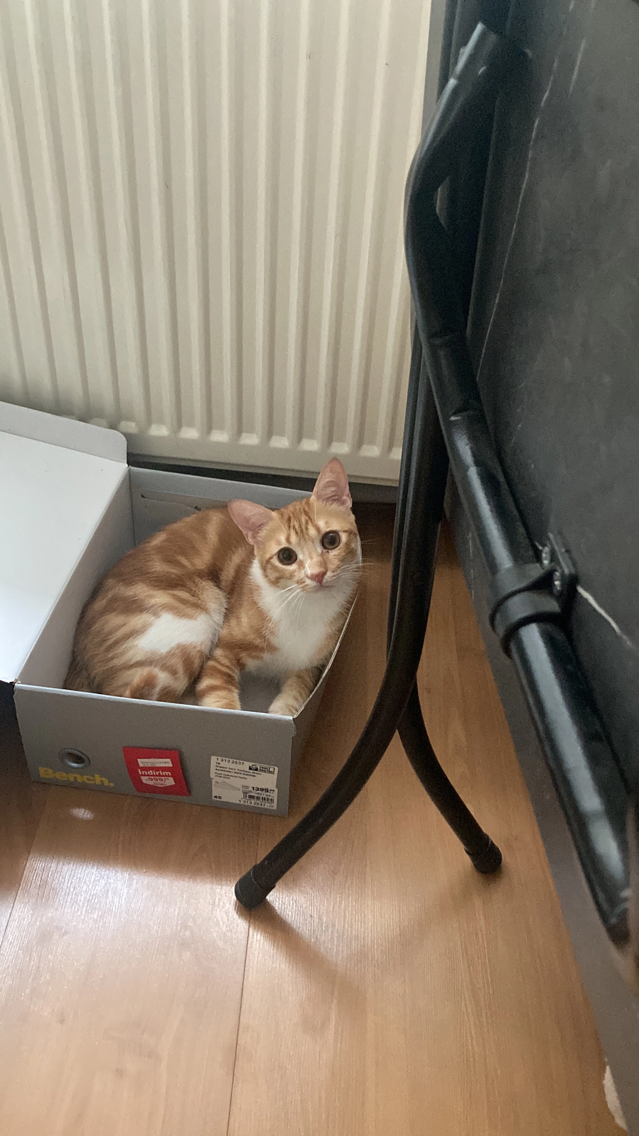 Kitty - Beyaz Sokağı, Üsküdar