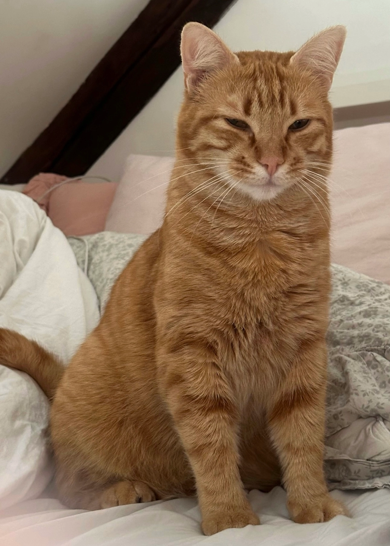 Arancino - Brekling, Nübel