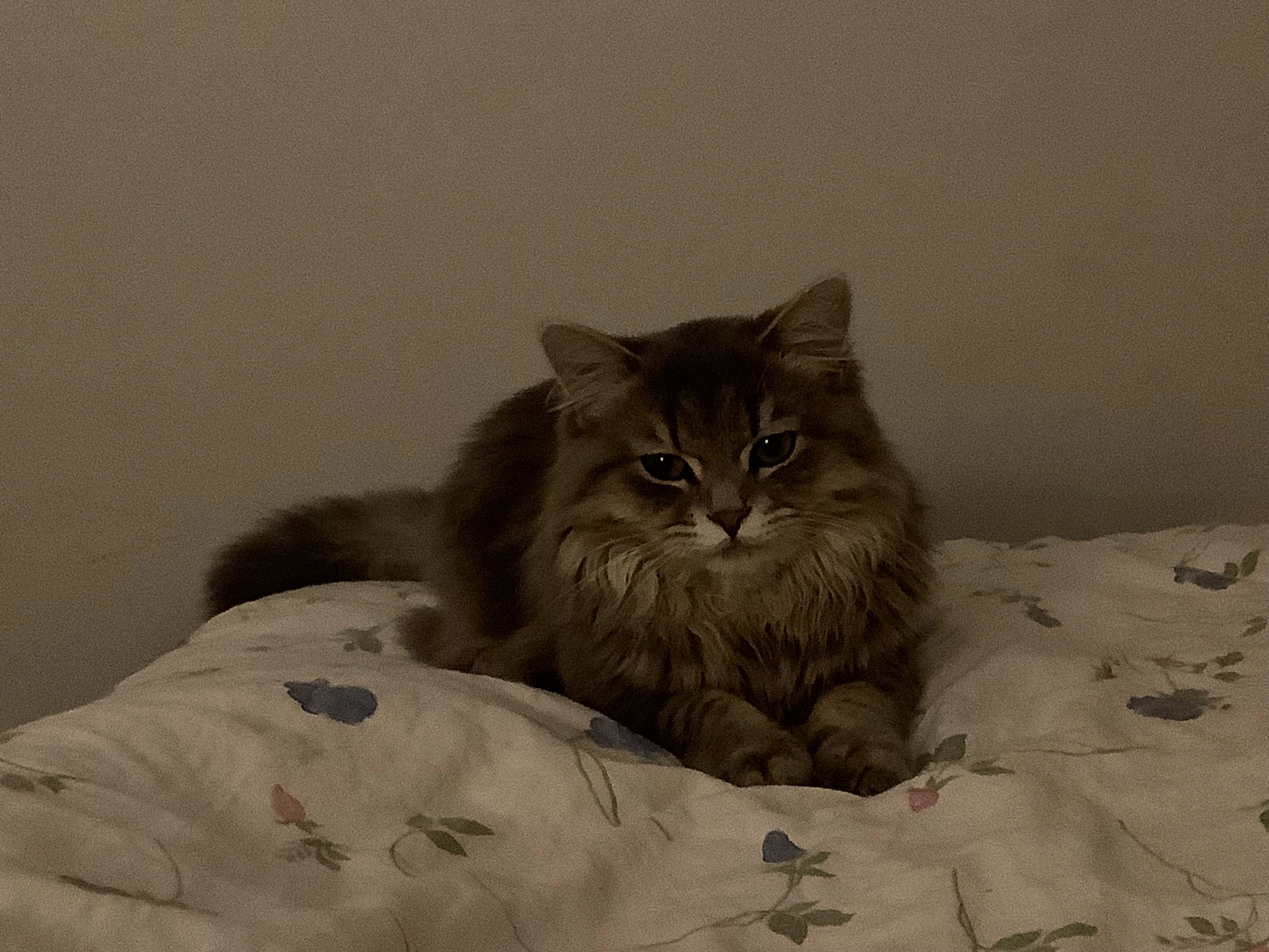 Juju - Lerchenstraße, Osnabrück