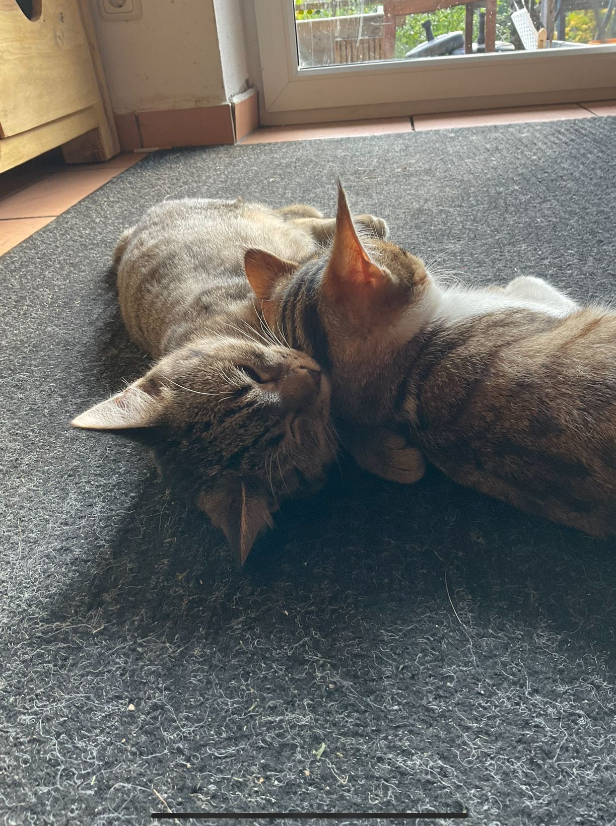 Coco - B 20, Zeilarn