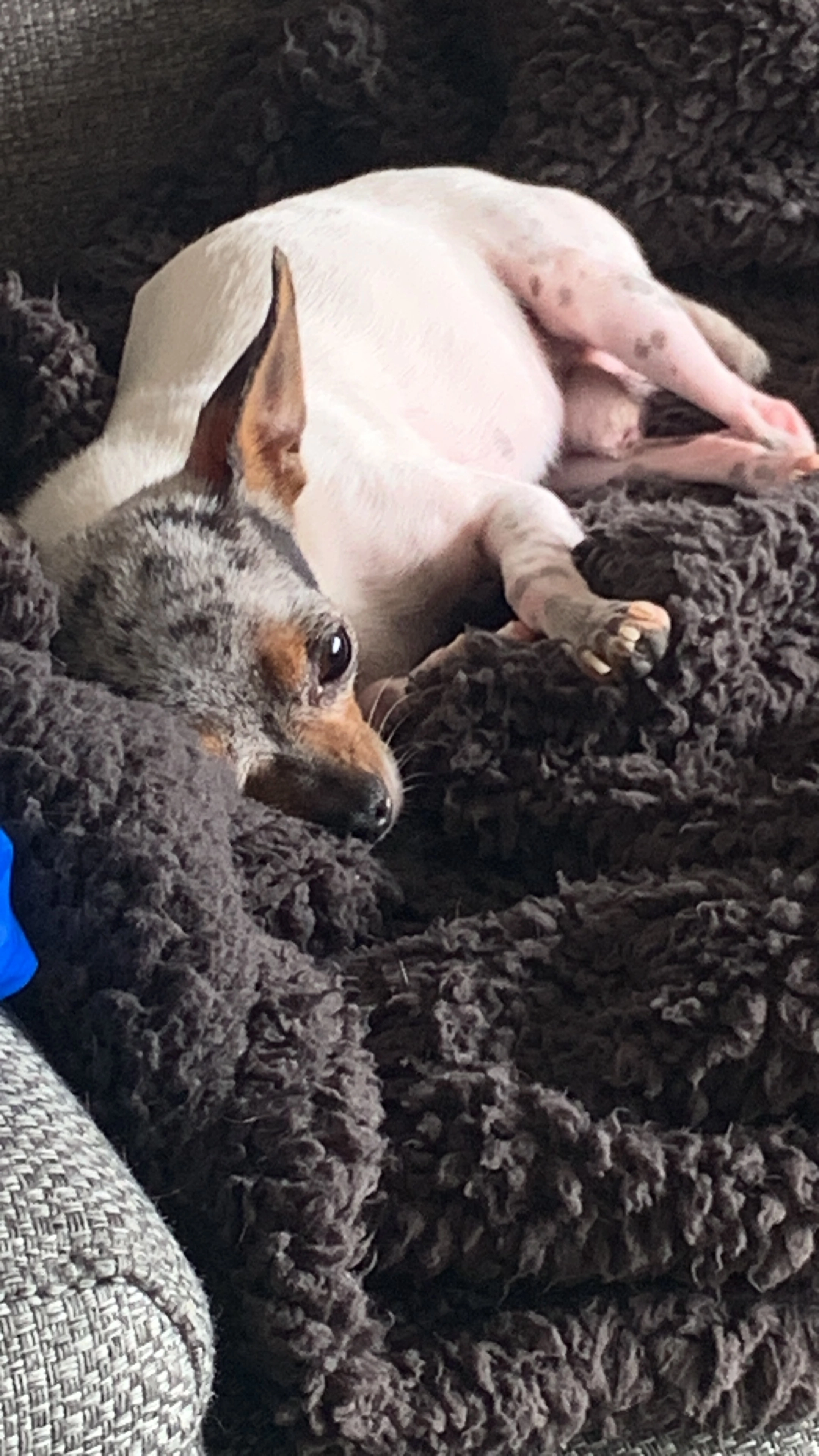 Simba - Spechthof, Elsloo