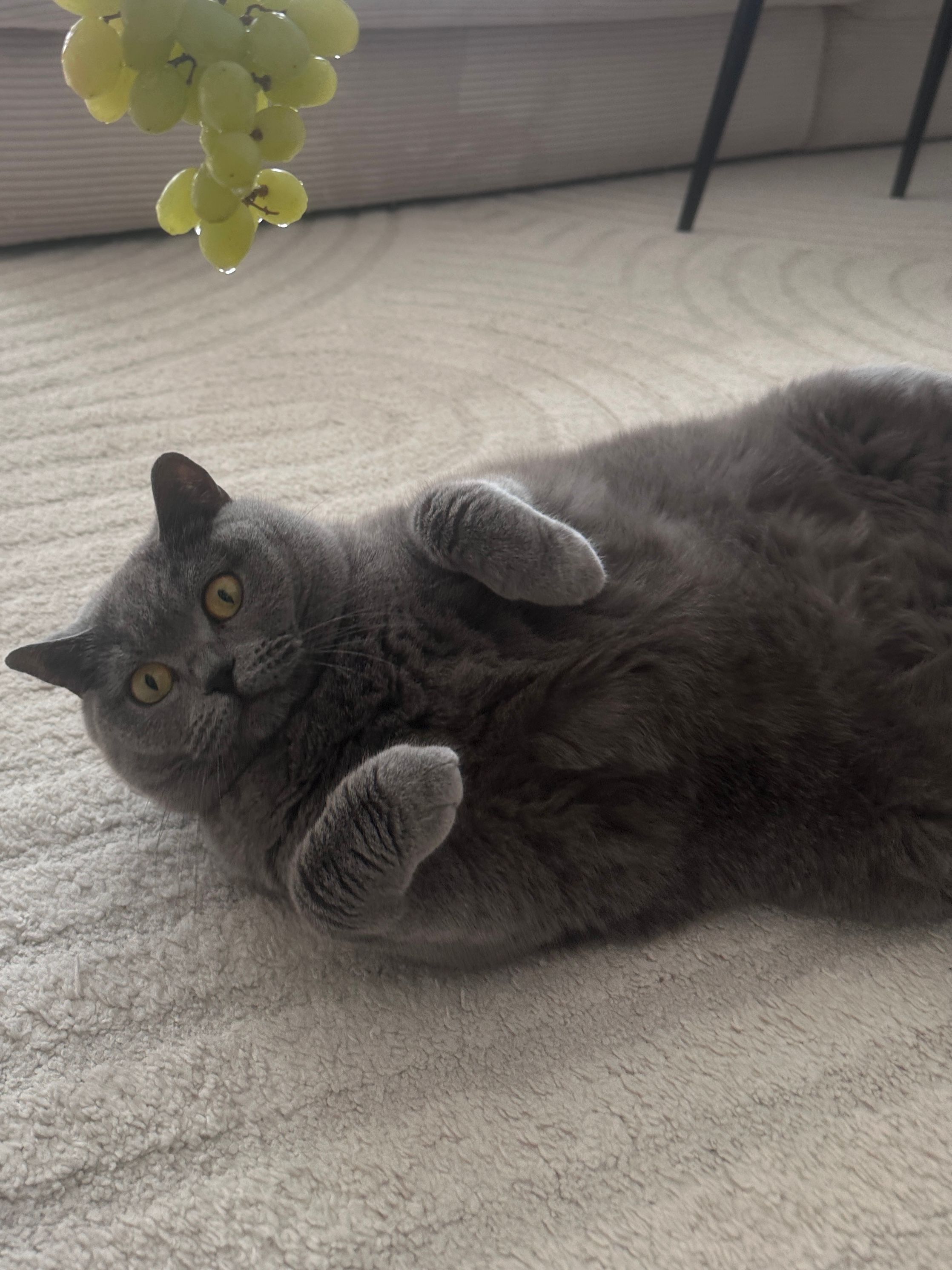 Parem - Friedrich-Schiestl-Straße, Erding