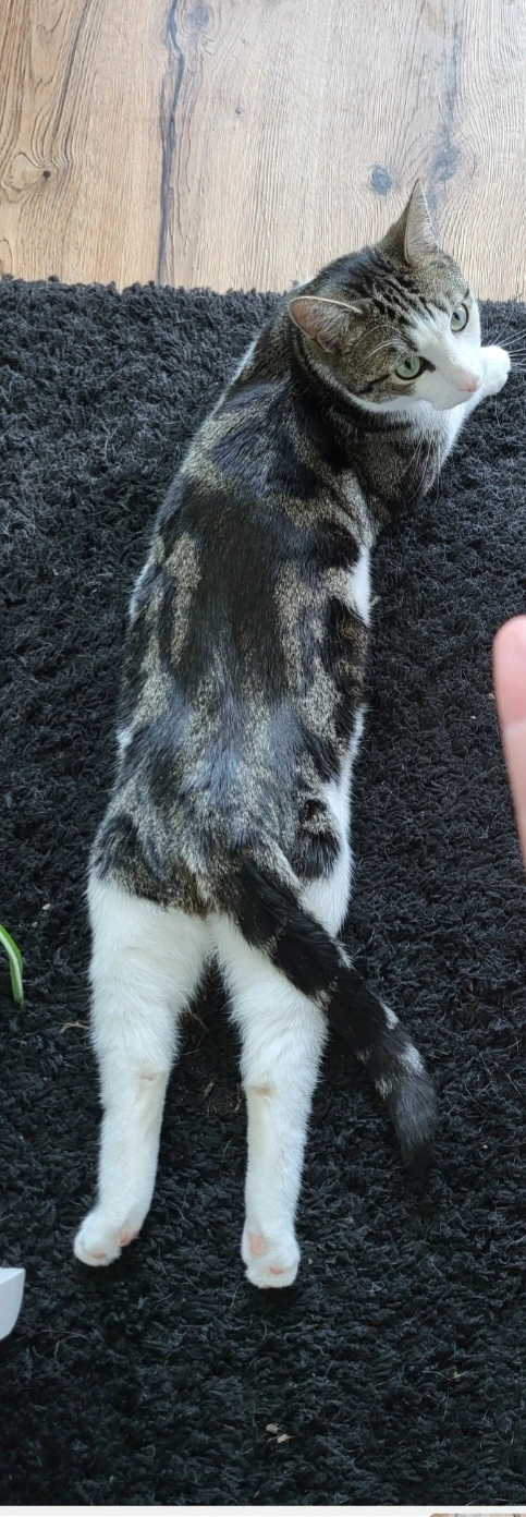 Bela - Wachtelstraße 48, Hamburg