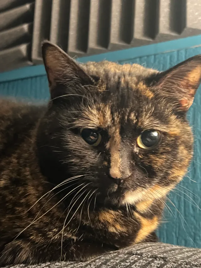 Jocelyn  - NE32 3, Jarrow