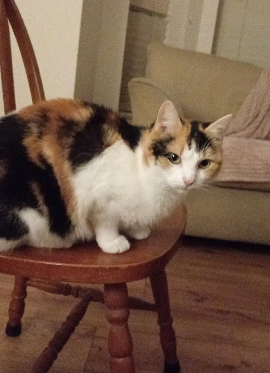 Jess - Ballyraine Road, Letterkenny