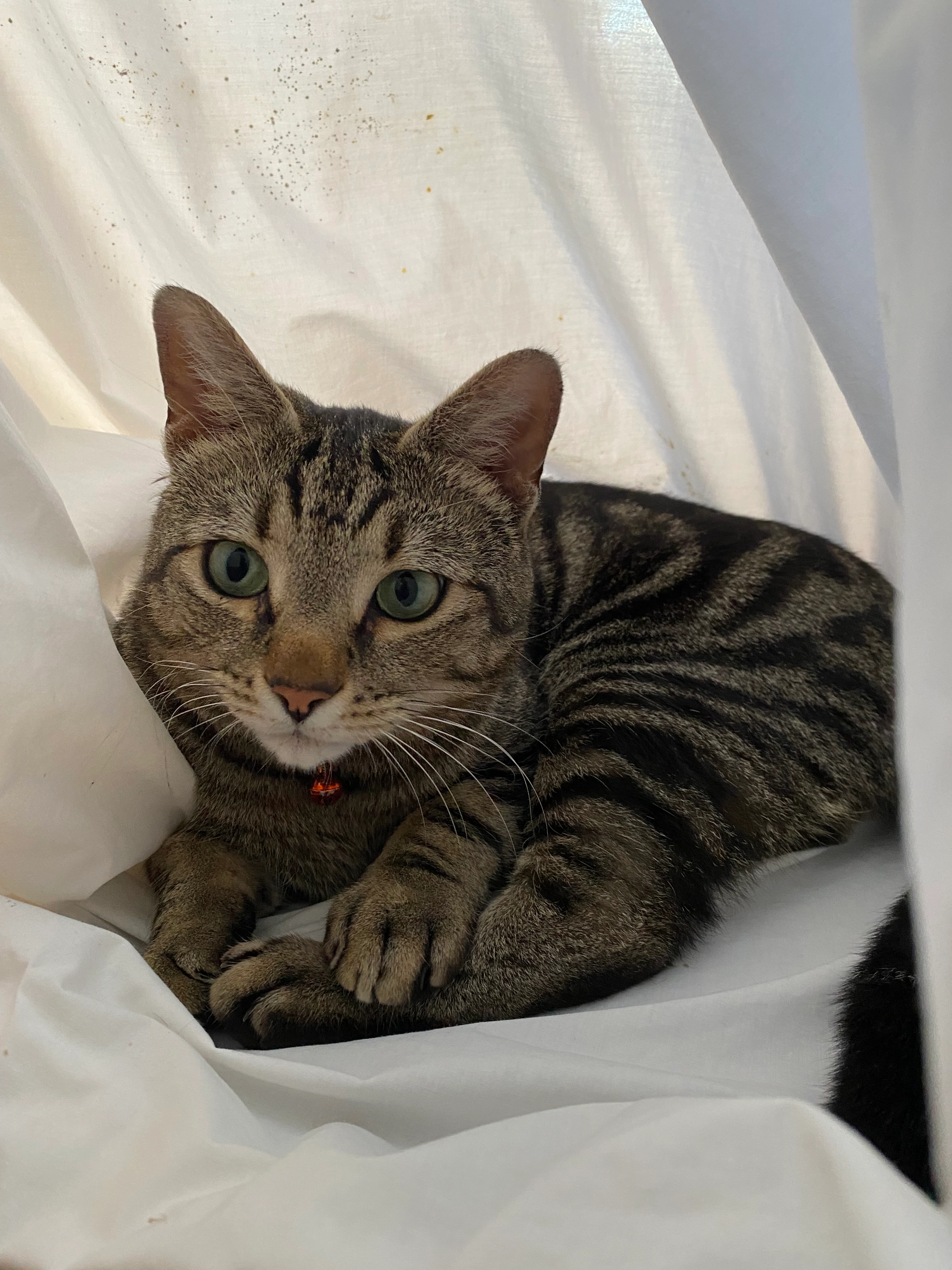 Dilla - Station Road, Manningtree