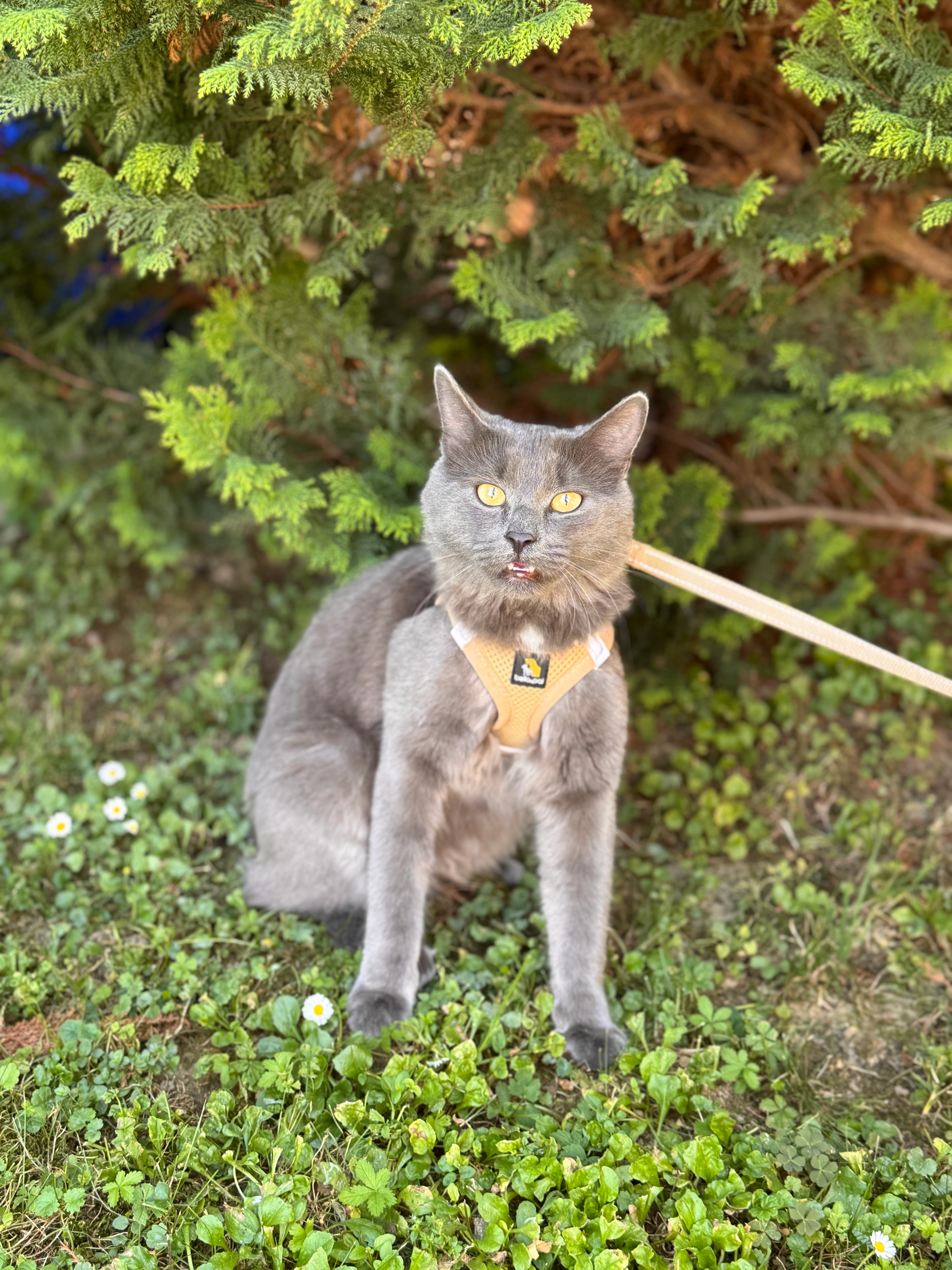 Willy - Sankt-Helena-Weg, Aichach
