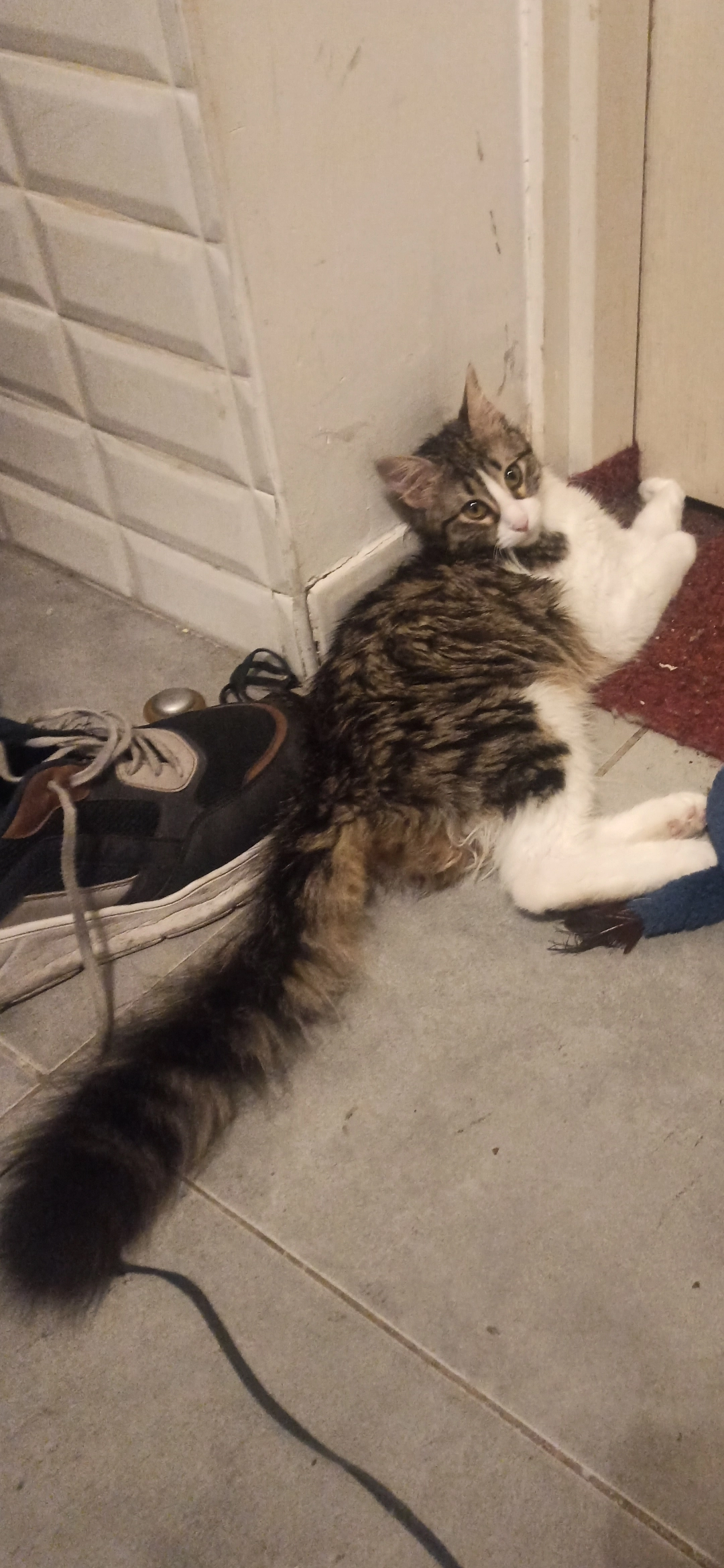 Çekirge "Çeki" - İstiklal caddesi Meşrutiyet caddesi, Beyoğlu