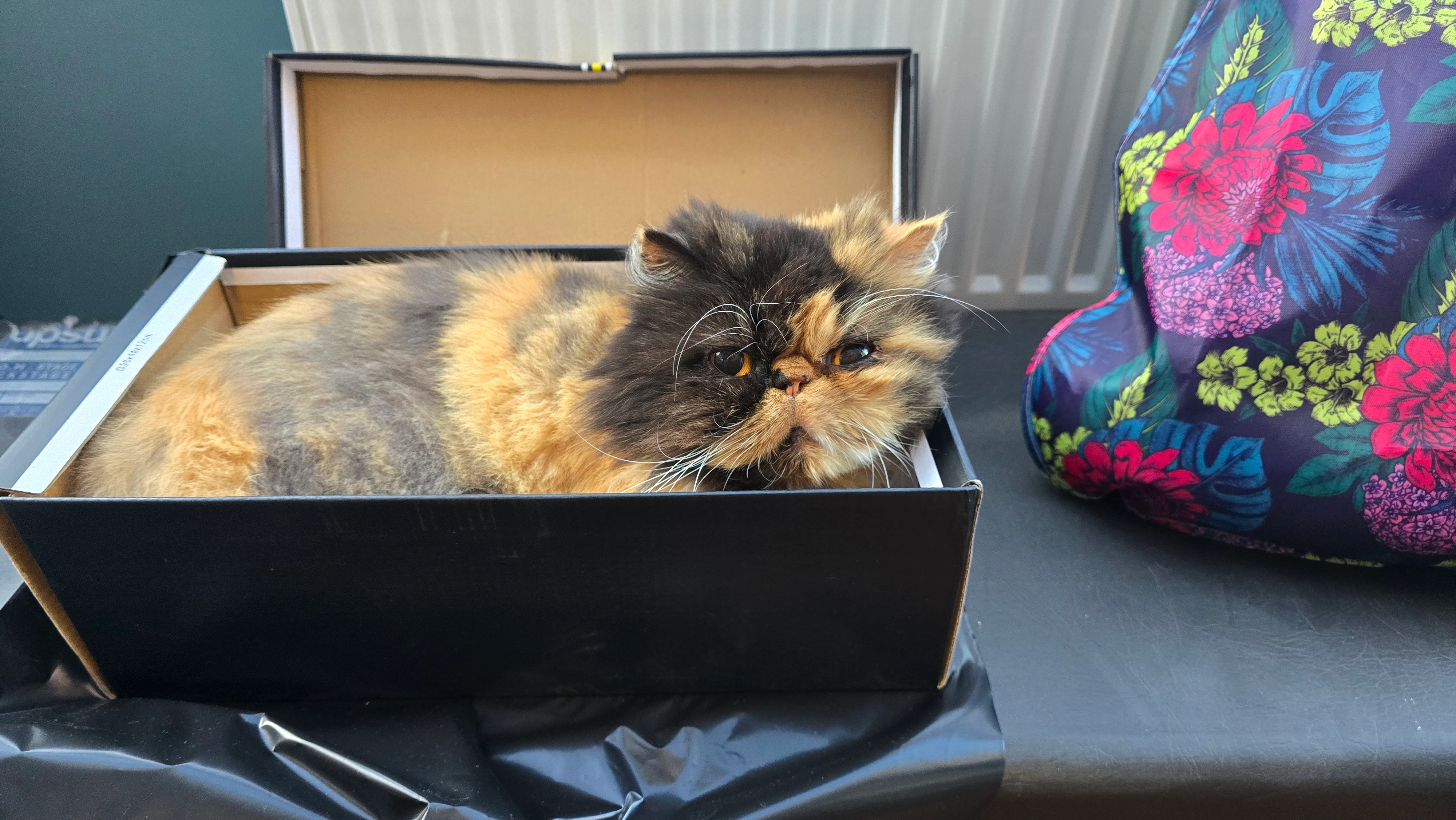 Tangie - Mattocks Path, Swindon