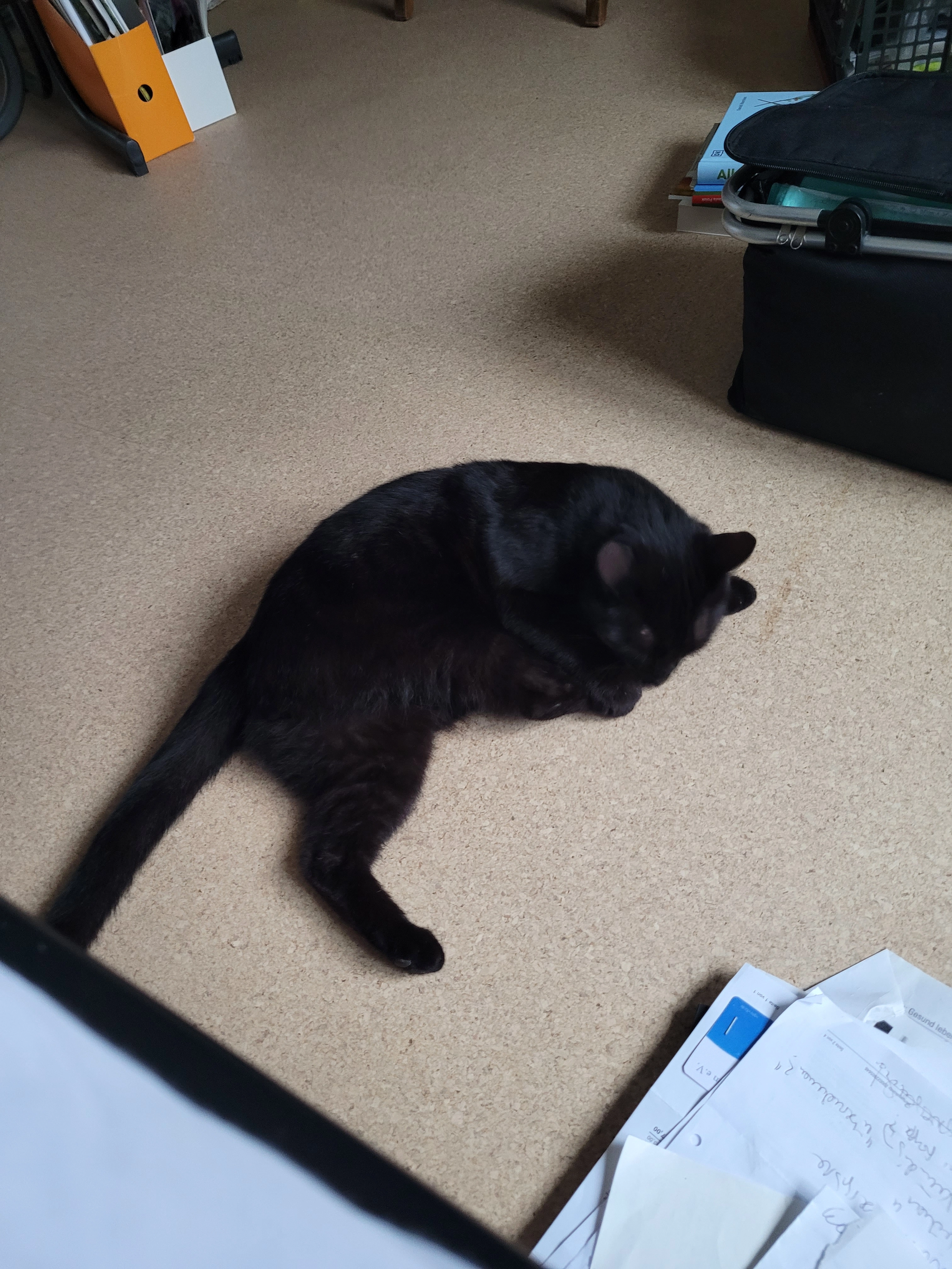 Mikko  - Finkenweg, Hochdorf