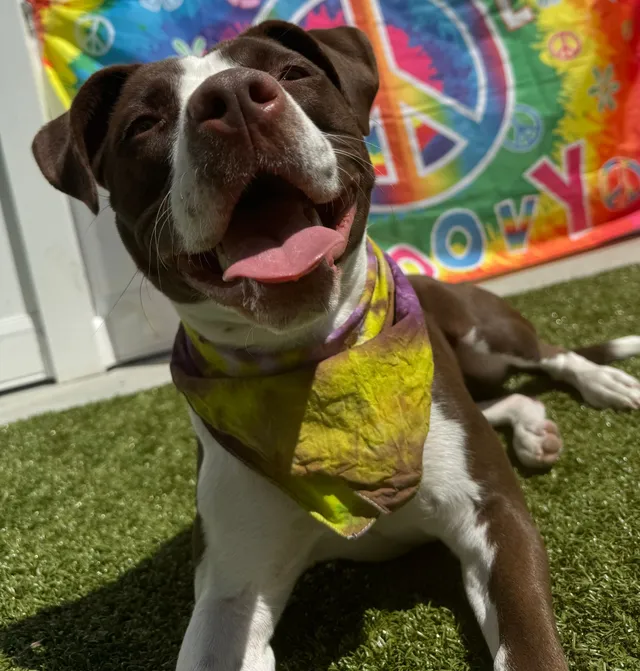 Iyla June - 1710 Highland St, Middletown