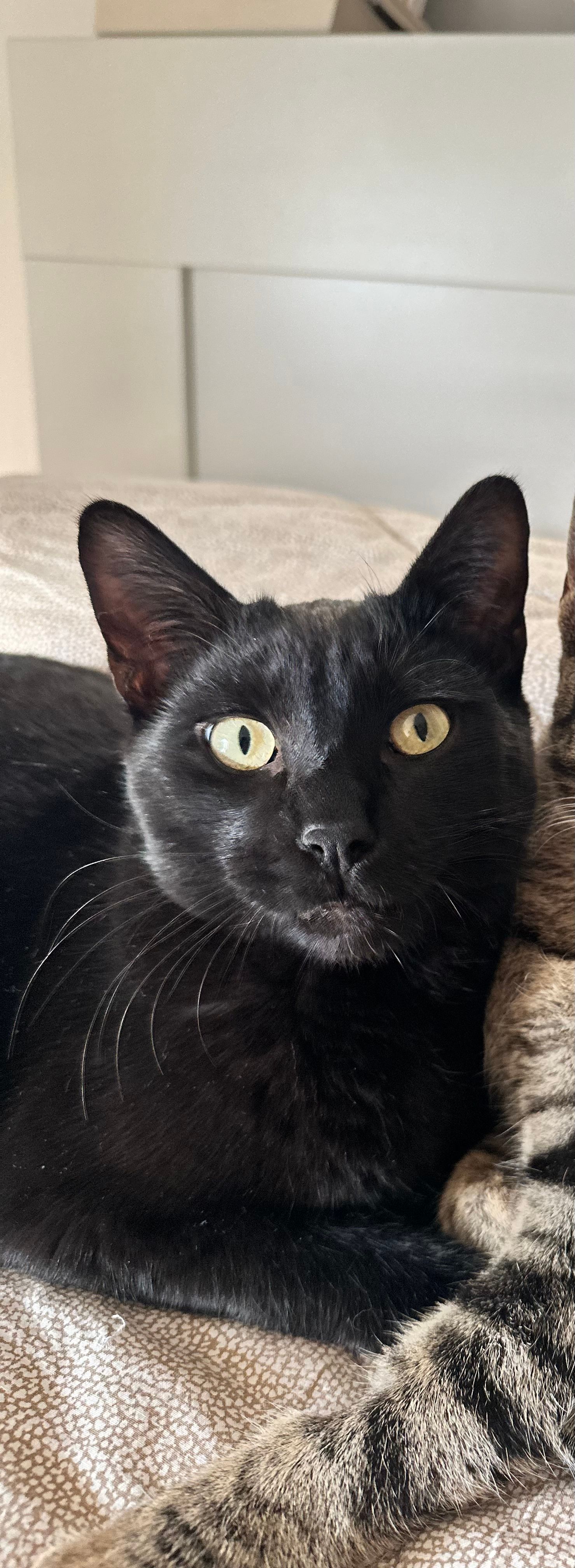 Kevin - Via Arturo Graf, Rome