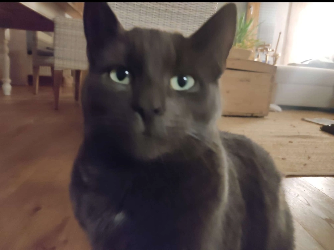 Wuschel - Maistraße, Kempten