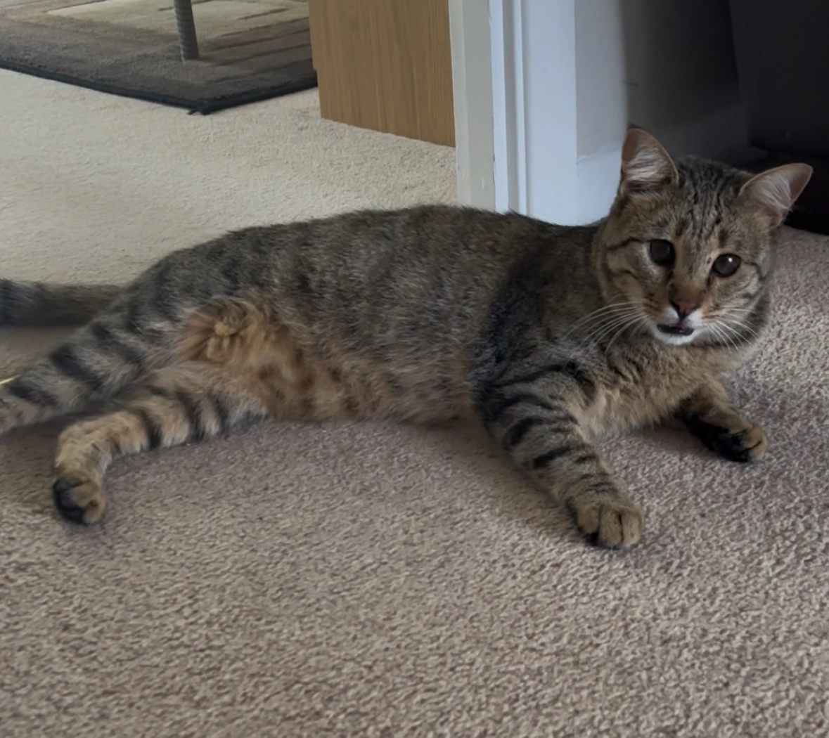 Tabithos - Hart Close, New Milton