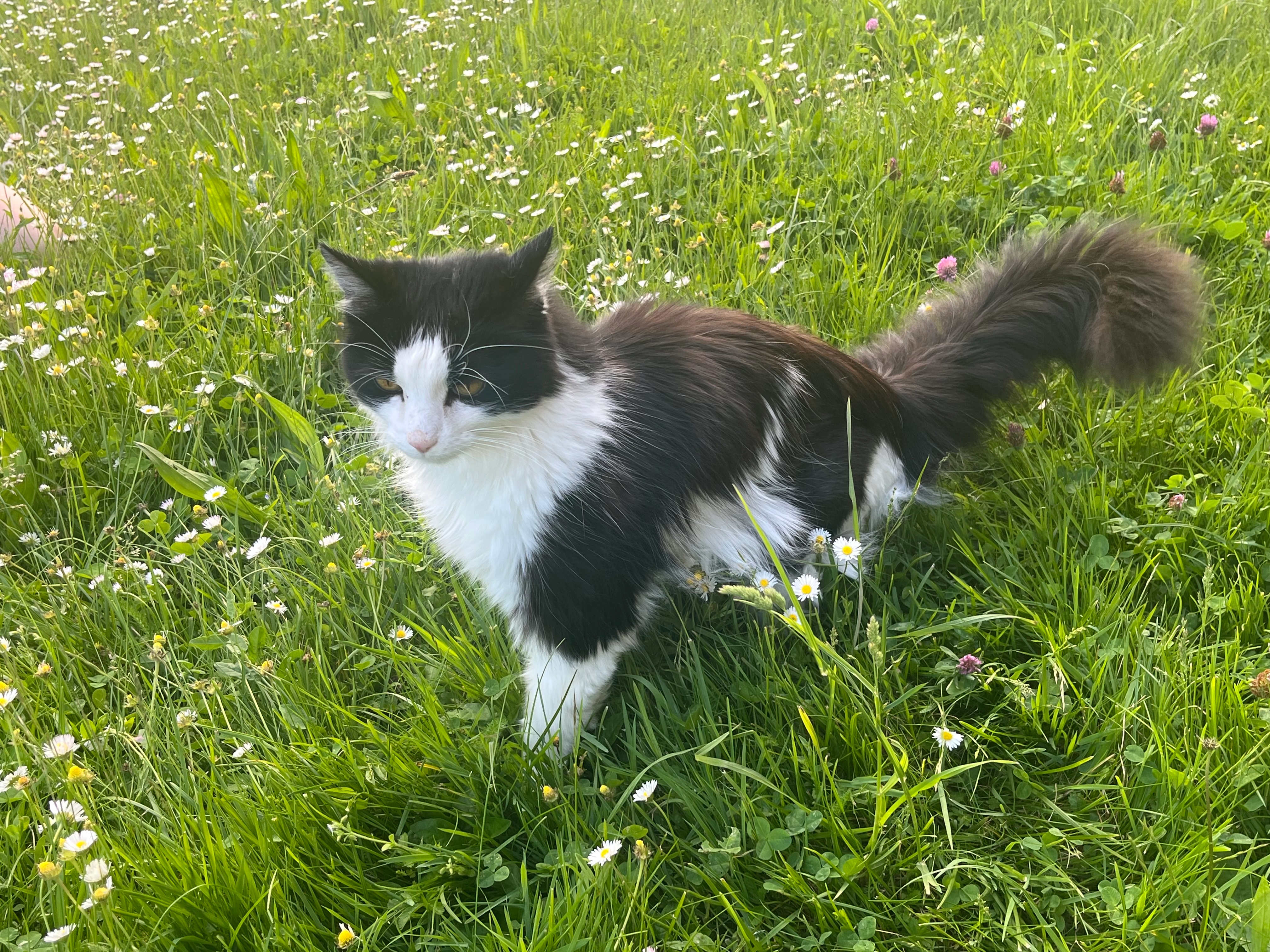 Busti - Bündtenweg, Laufen BL