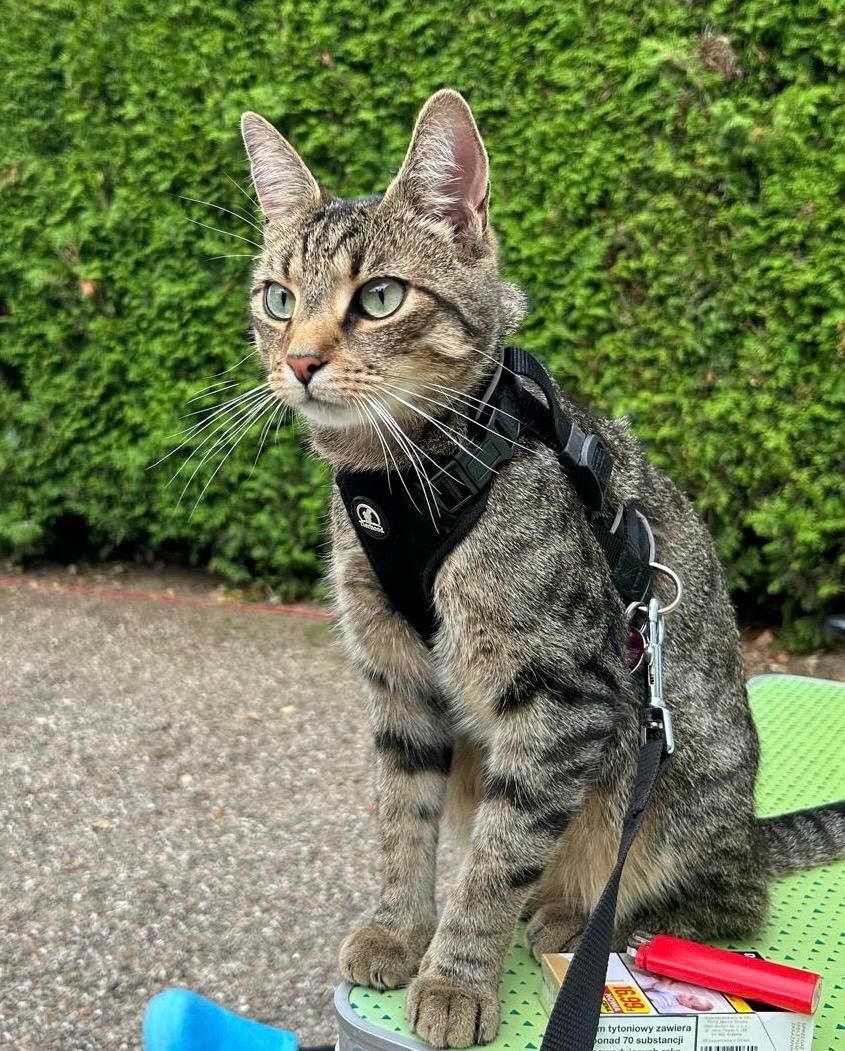 Floki - Korbmacherweg, Bremerhaven