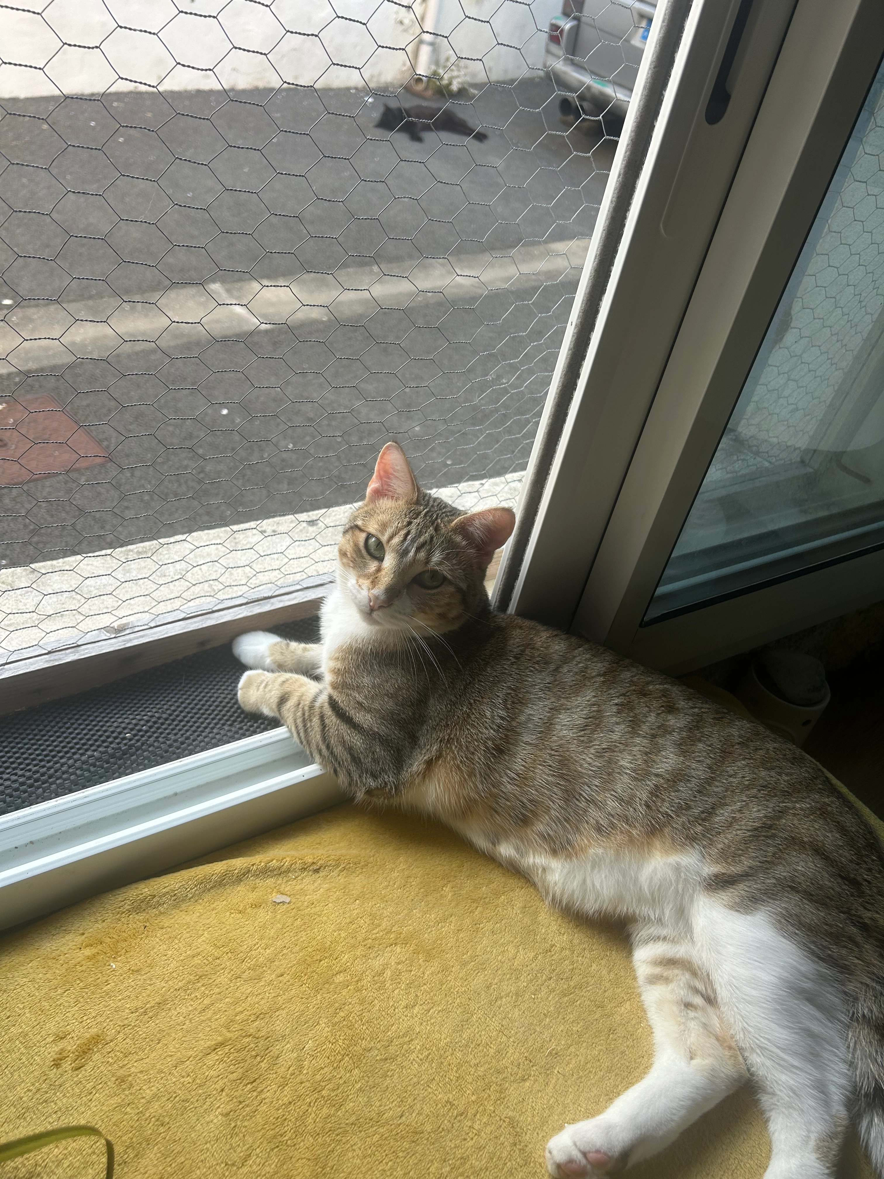 Teddy - Avenue de la Côte de Beauté, Saint-Augustin
