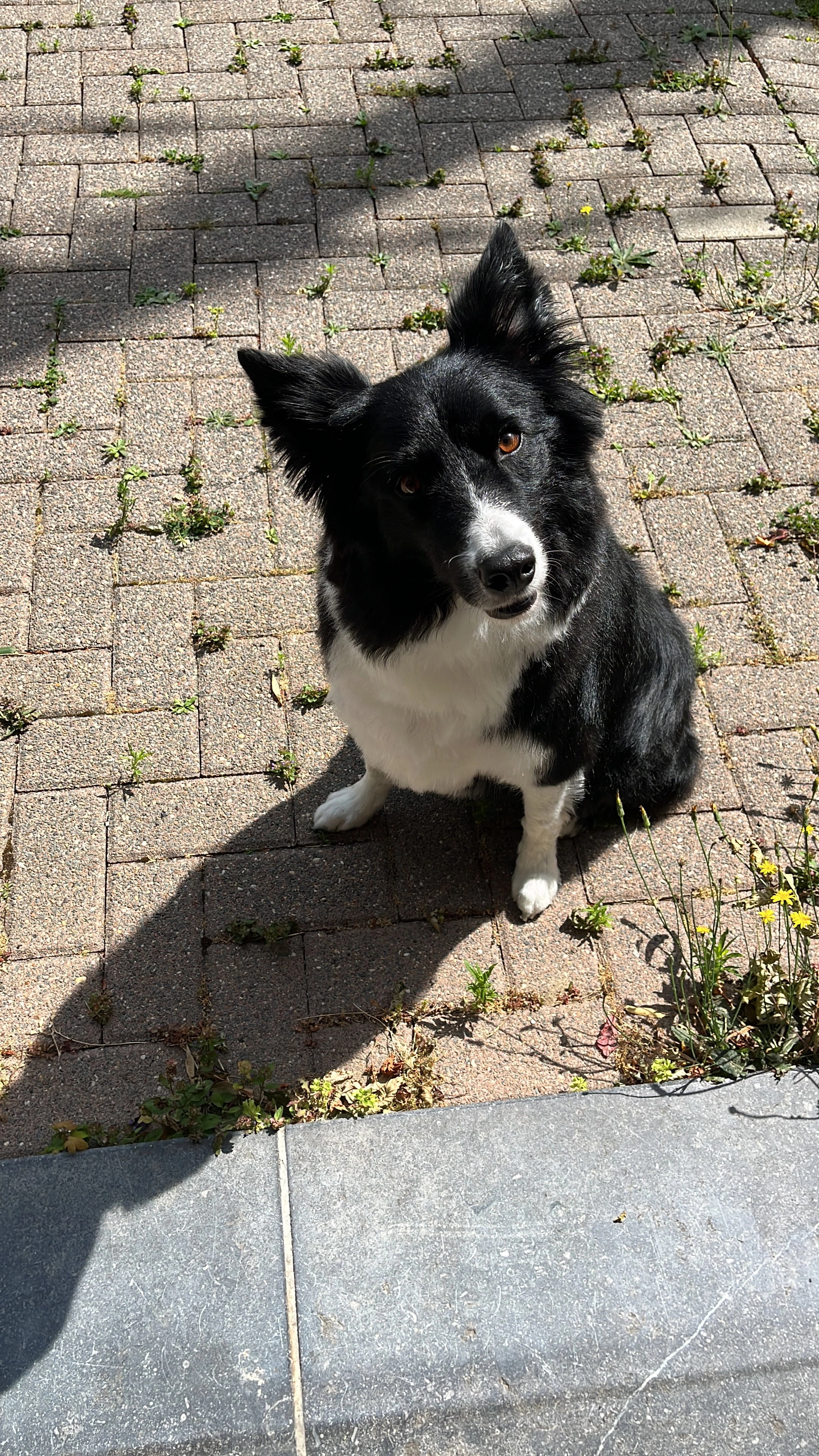 Wolfy - Avenue du Clos Fleuri 8A, La Hulpe