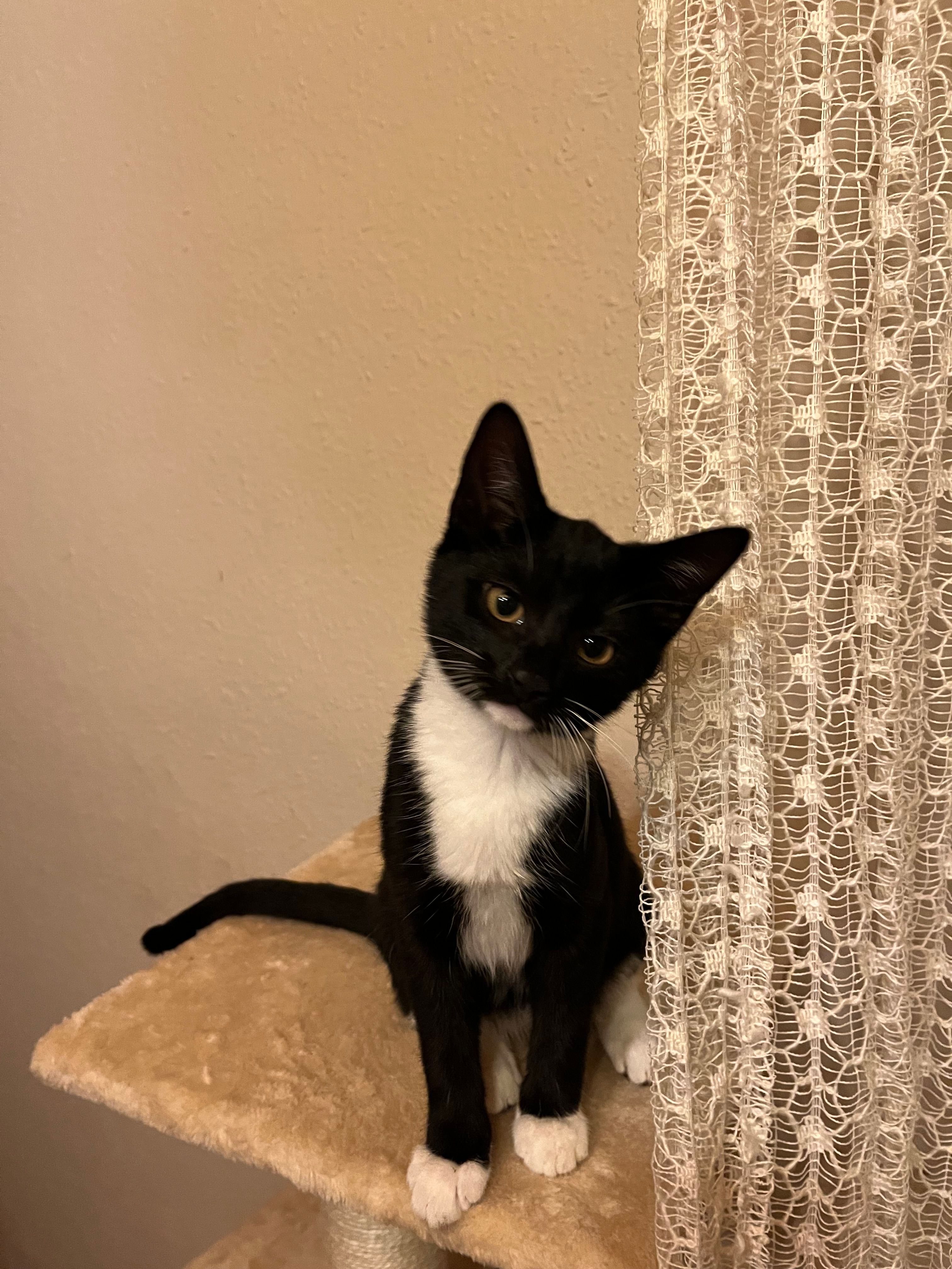 Pixie - Luisenstraße, Wolfsburg