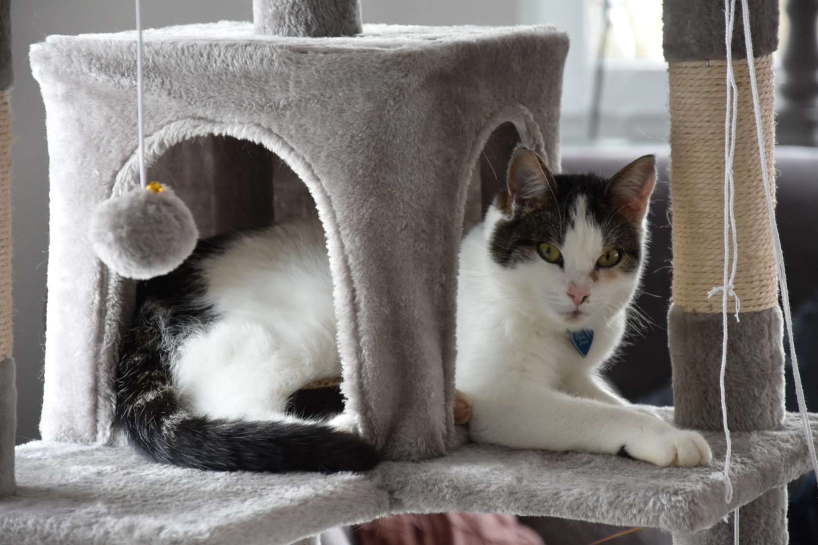 Josef  - Altshauser Straße, Boms