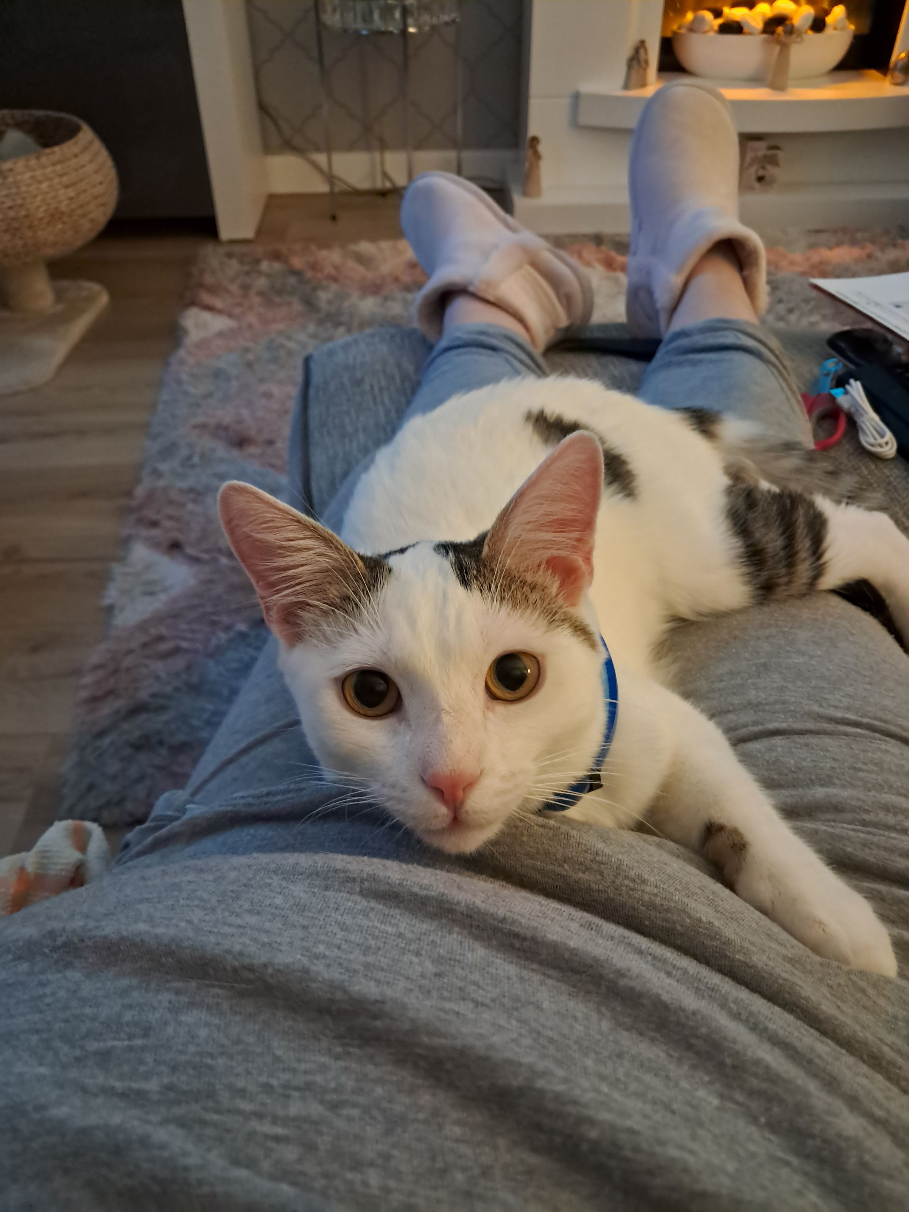 Lucky - Craigie Drive, Dundee