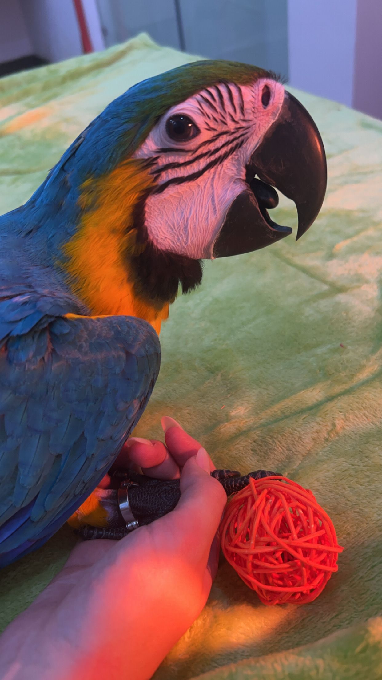 Rico - Binh Thuan, Da Nang