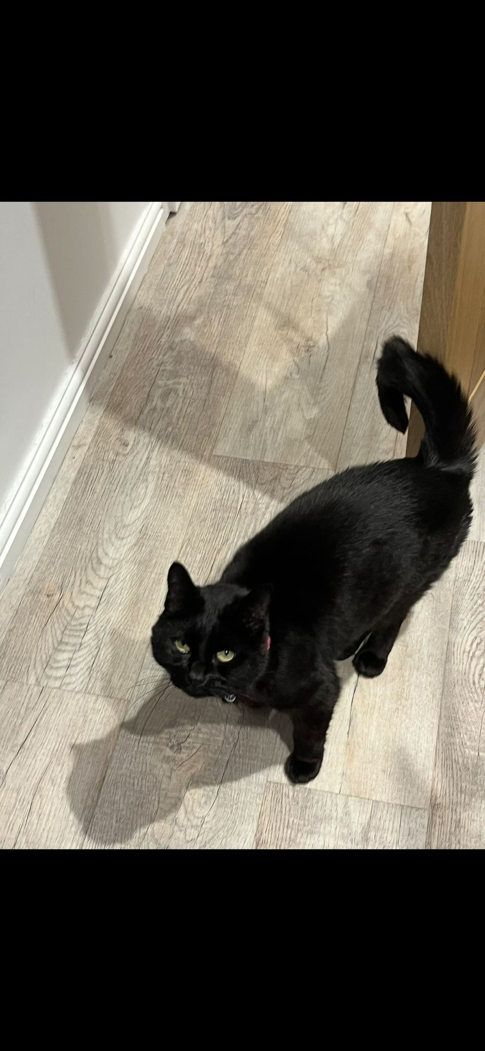 Holly - Fenwick Way, Consett