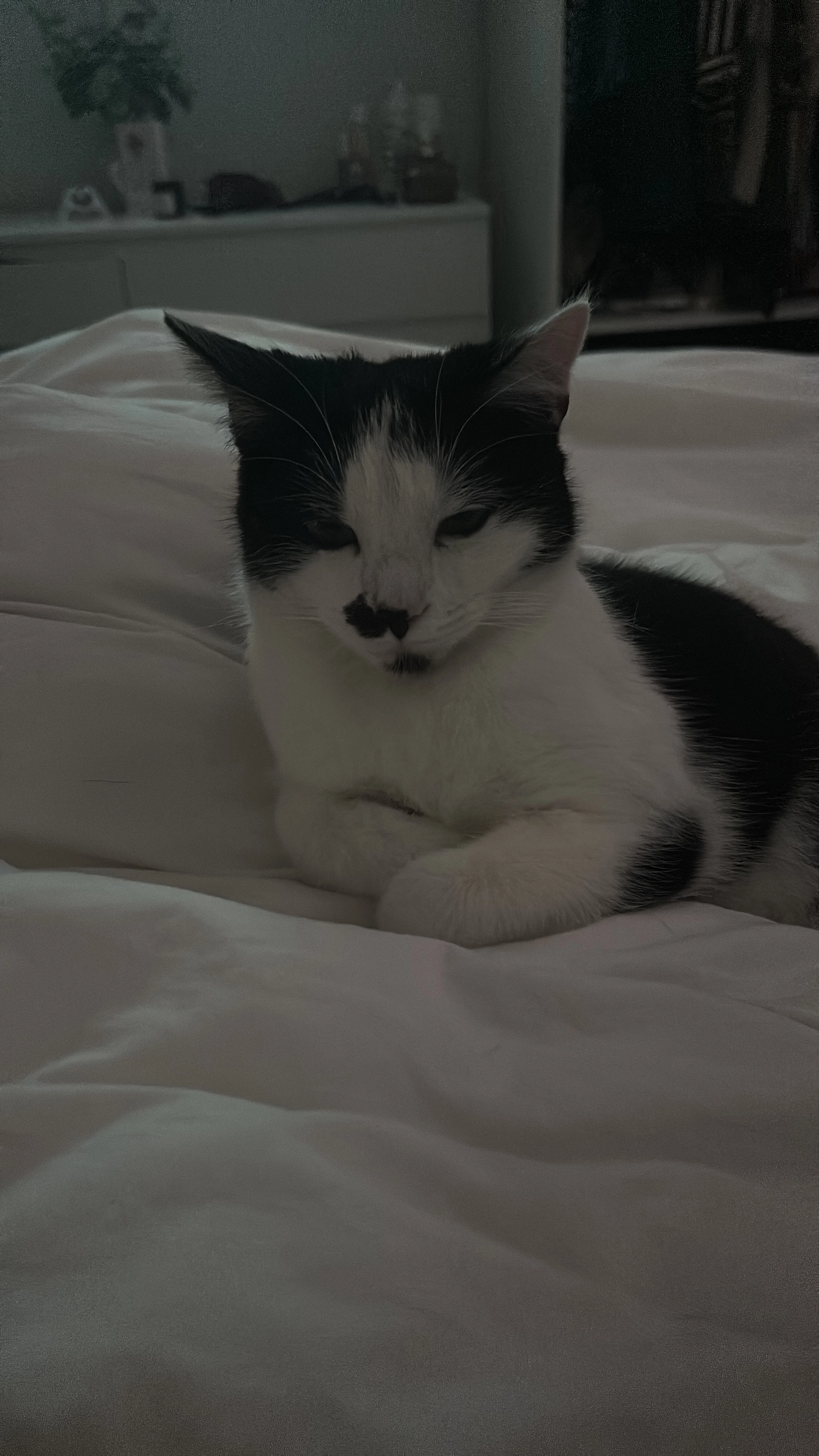 Dottie - Highfield Gardens, Blackpool