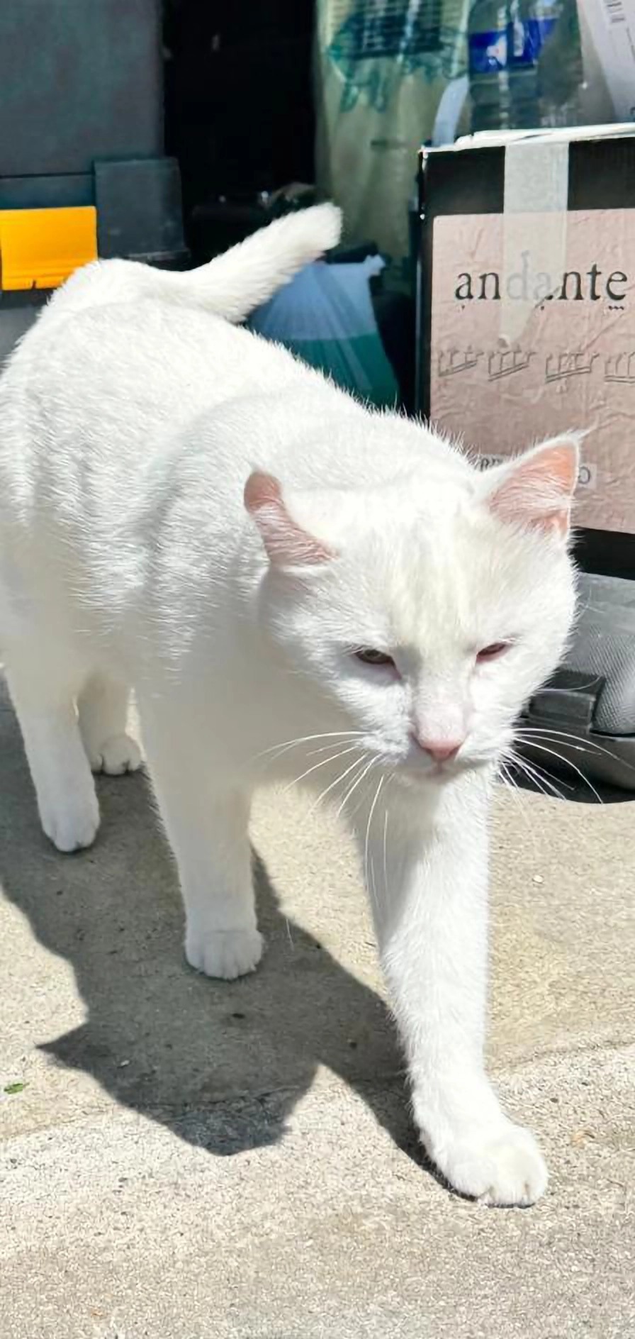 Beyaz - Frankenthal, Wissen