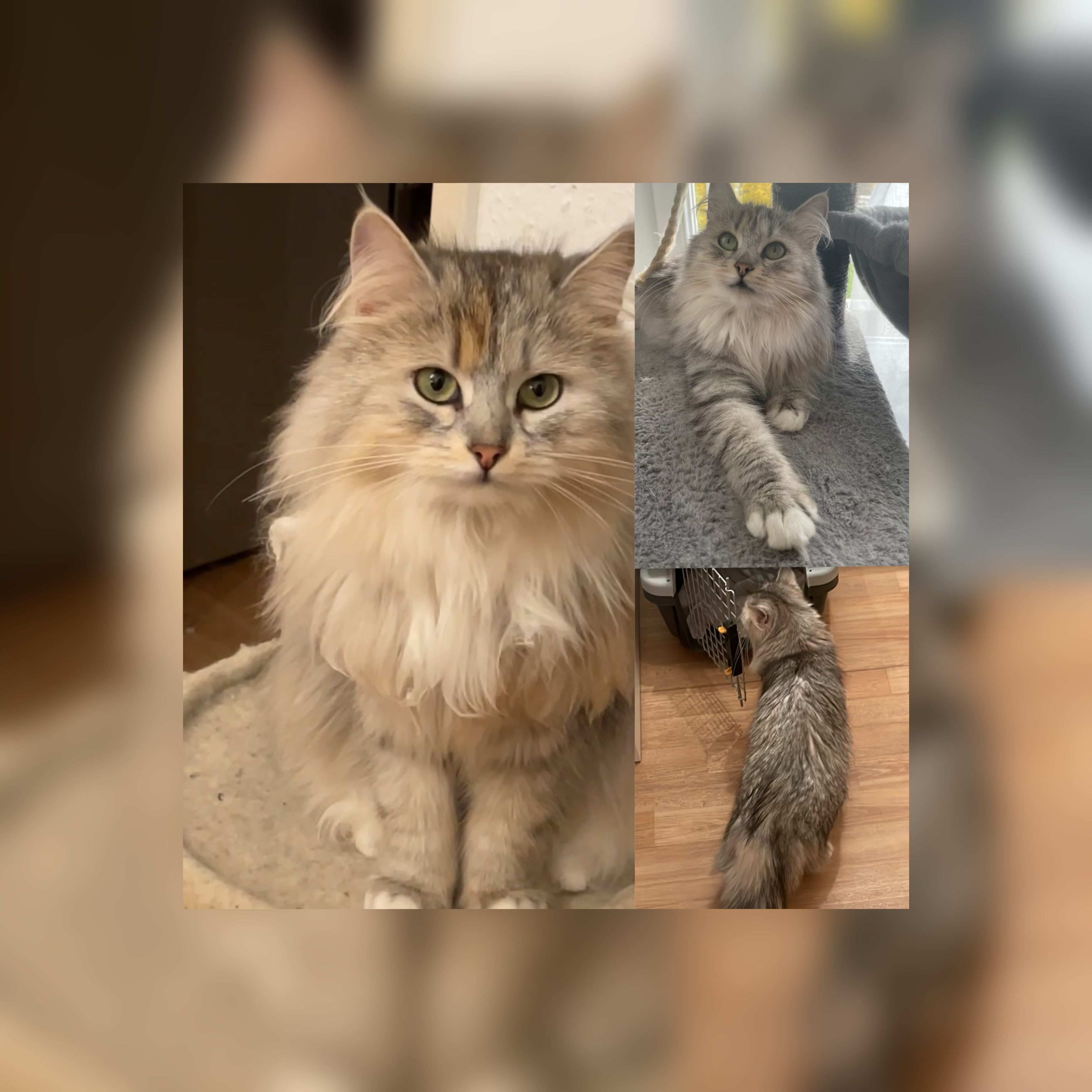 Arya - Altenburger Allee, Offenburg