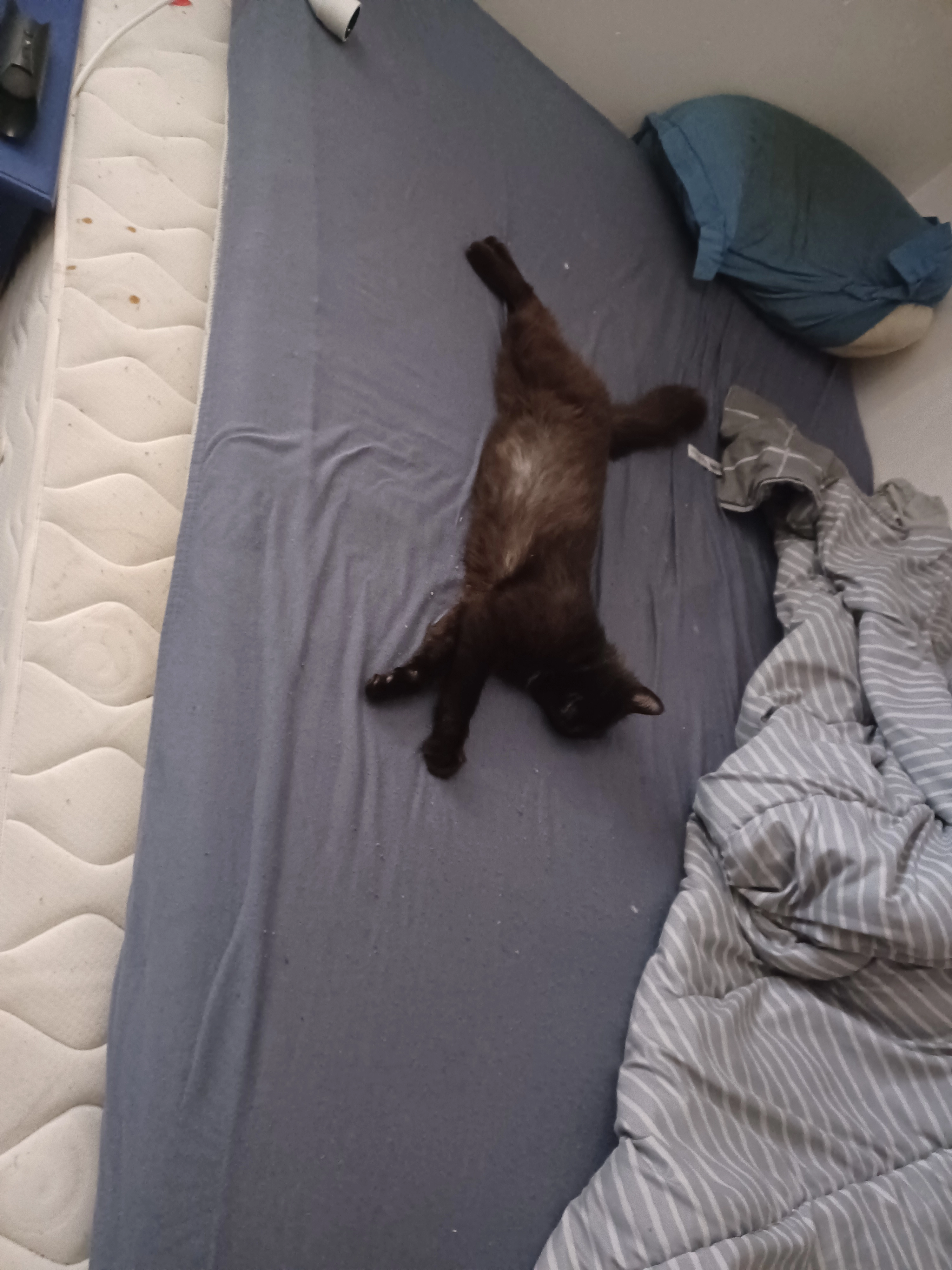 Gandja - 1 Rue de Porh Priendo, Ploeren