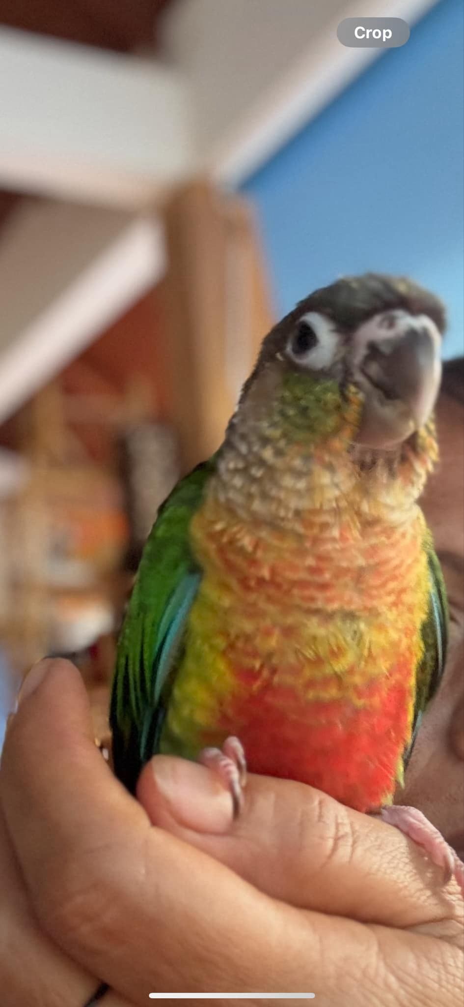 Kiwi - Soi Khokyang, Mueang Phuket