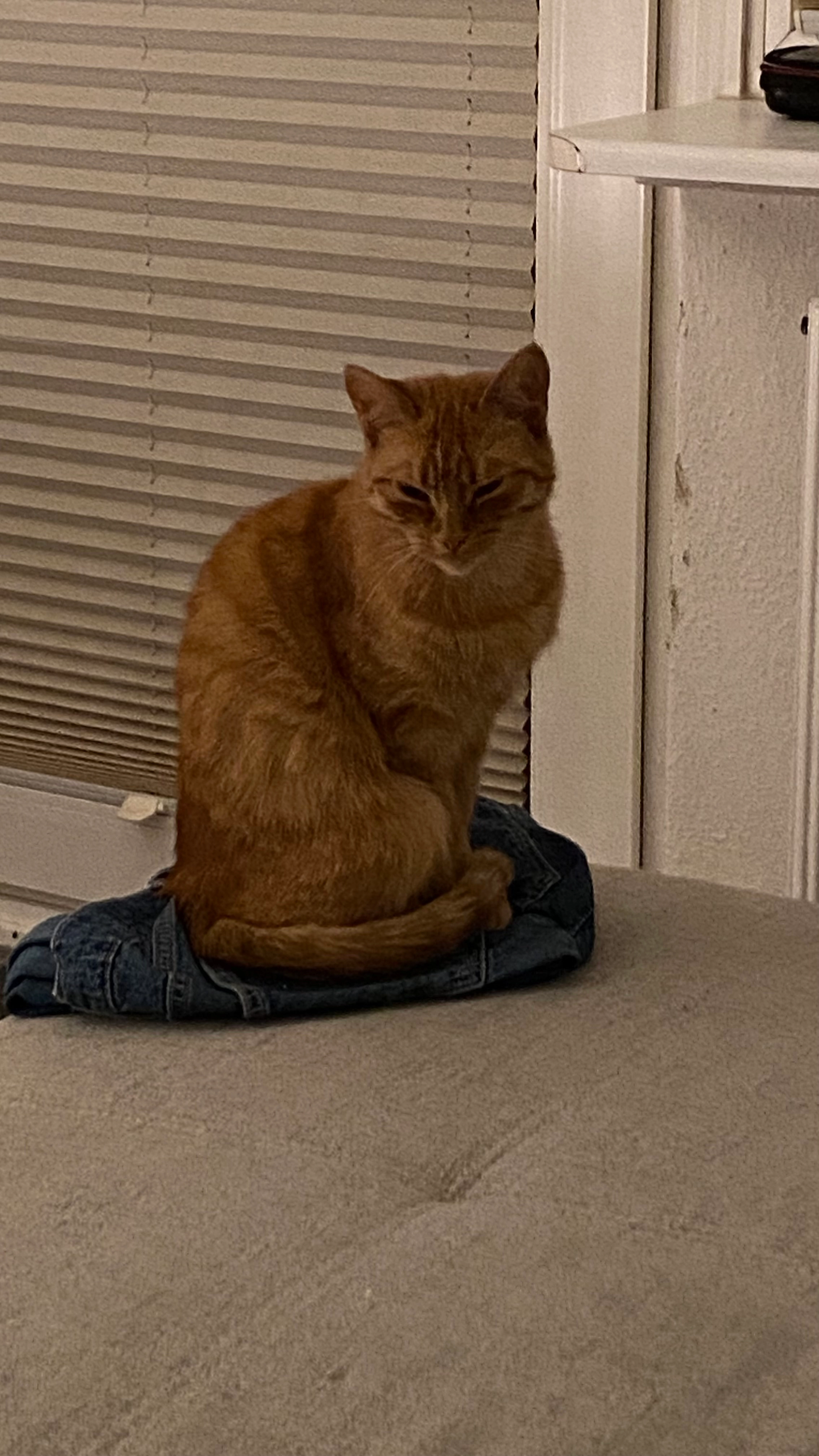 Mia - Klensbyer Straße 24, Schleswig