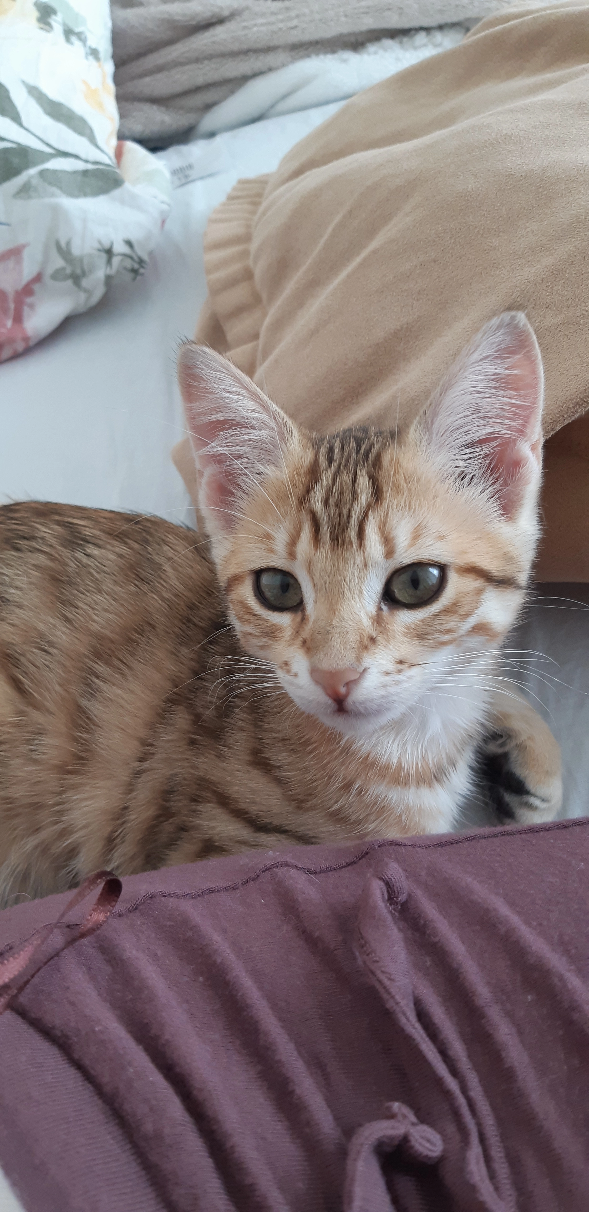 Lana - 31 Rue du Garat, Voiron