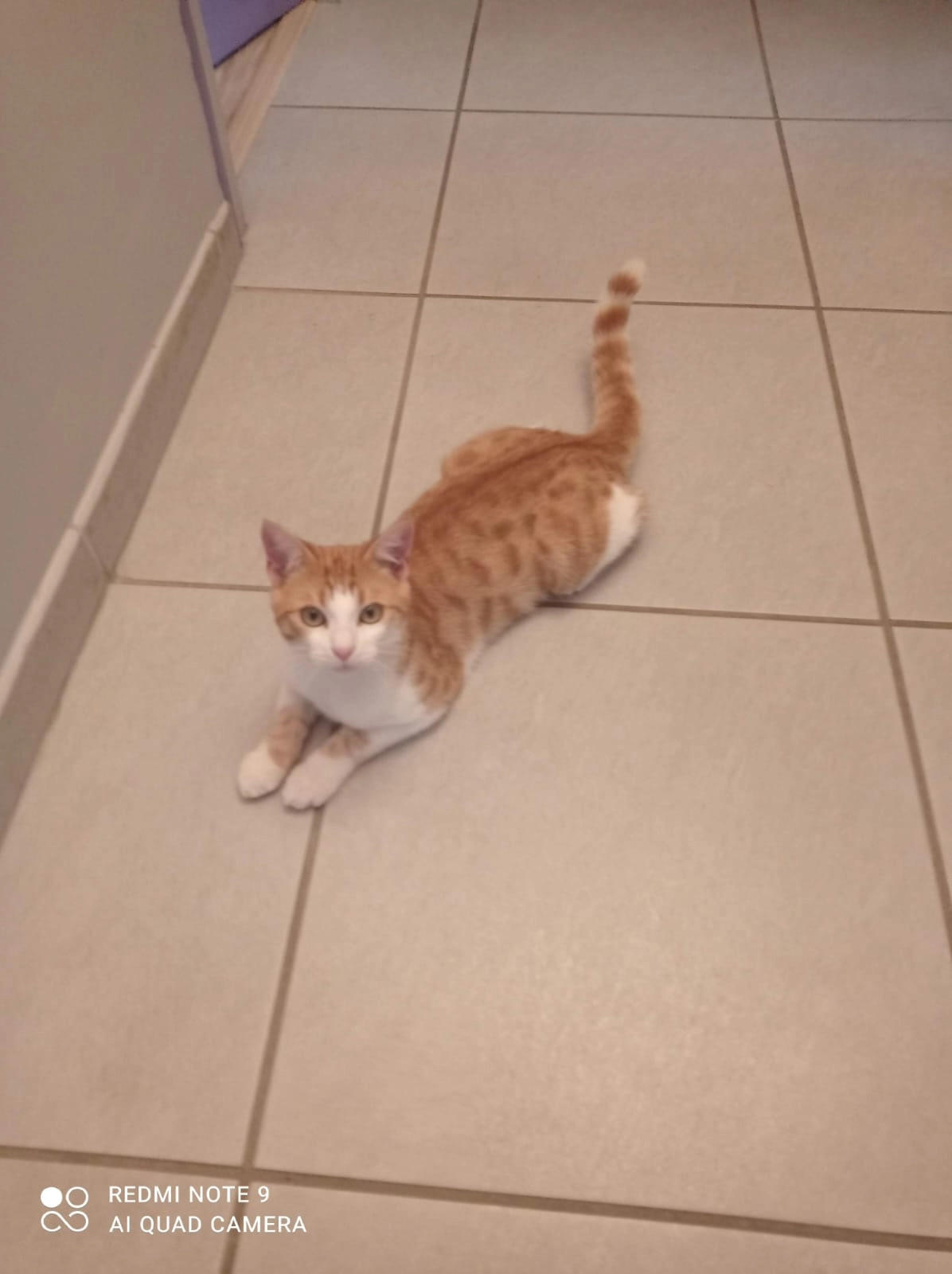 Whisky  - Avenue Jean Prat, Lourdes