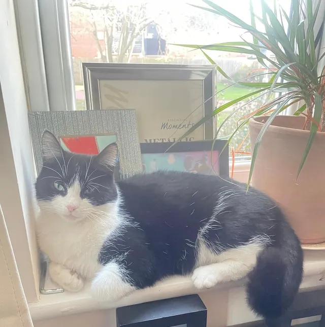 Tilly - Stoke Mandeville, Aylesbury