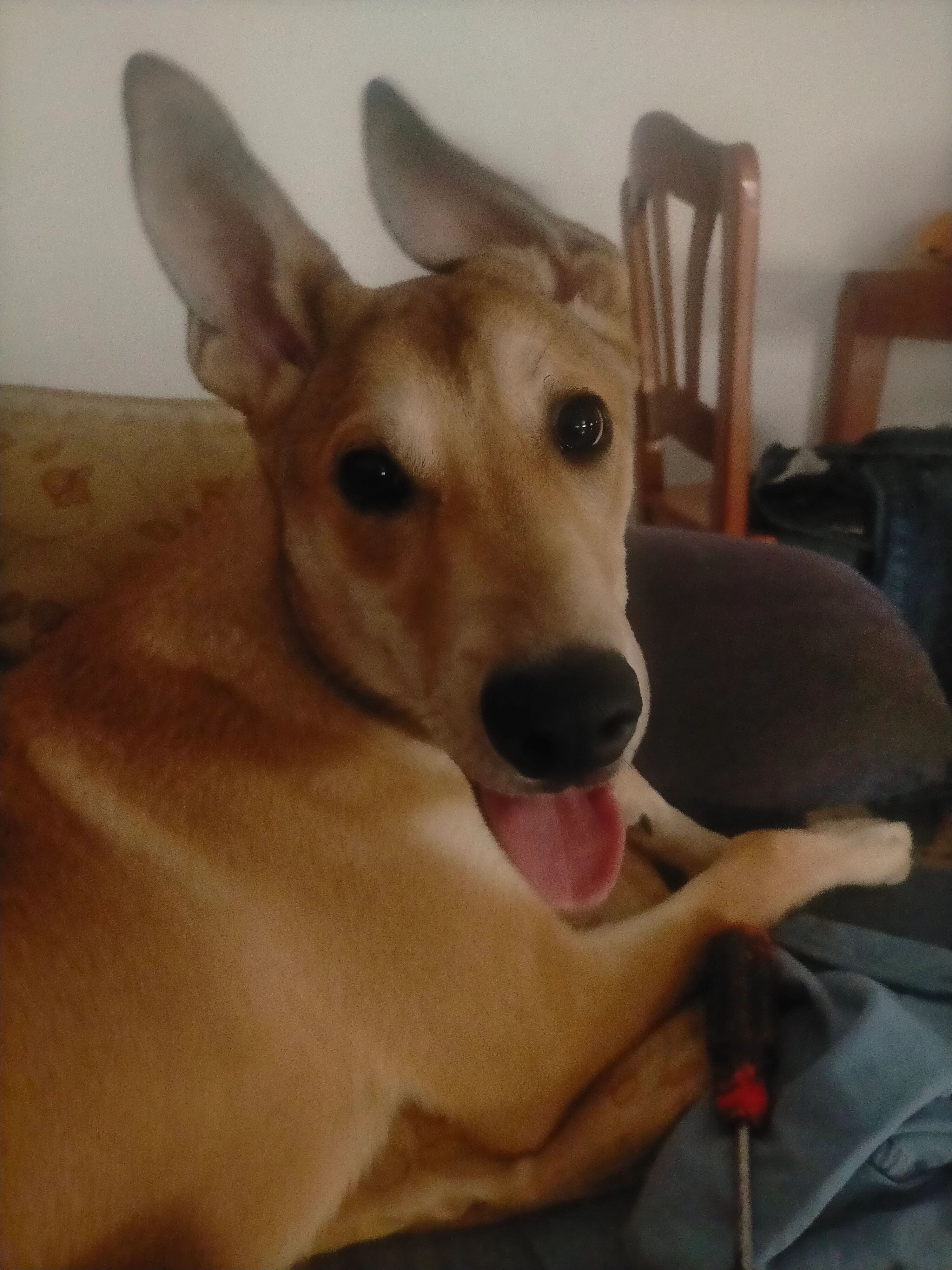 Toby - Avinguda d'El Vendrell, Albinyana