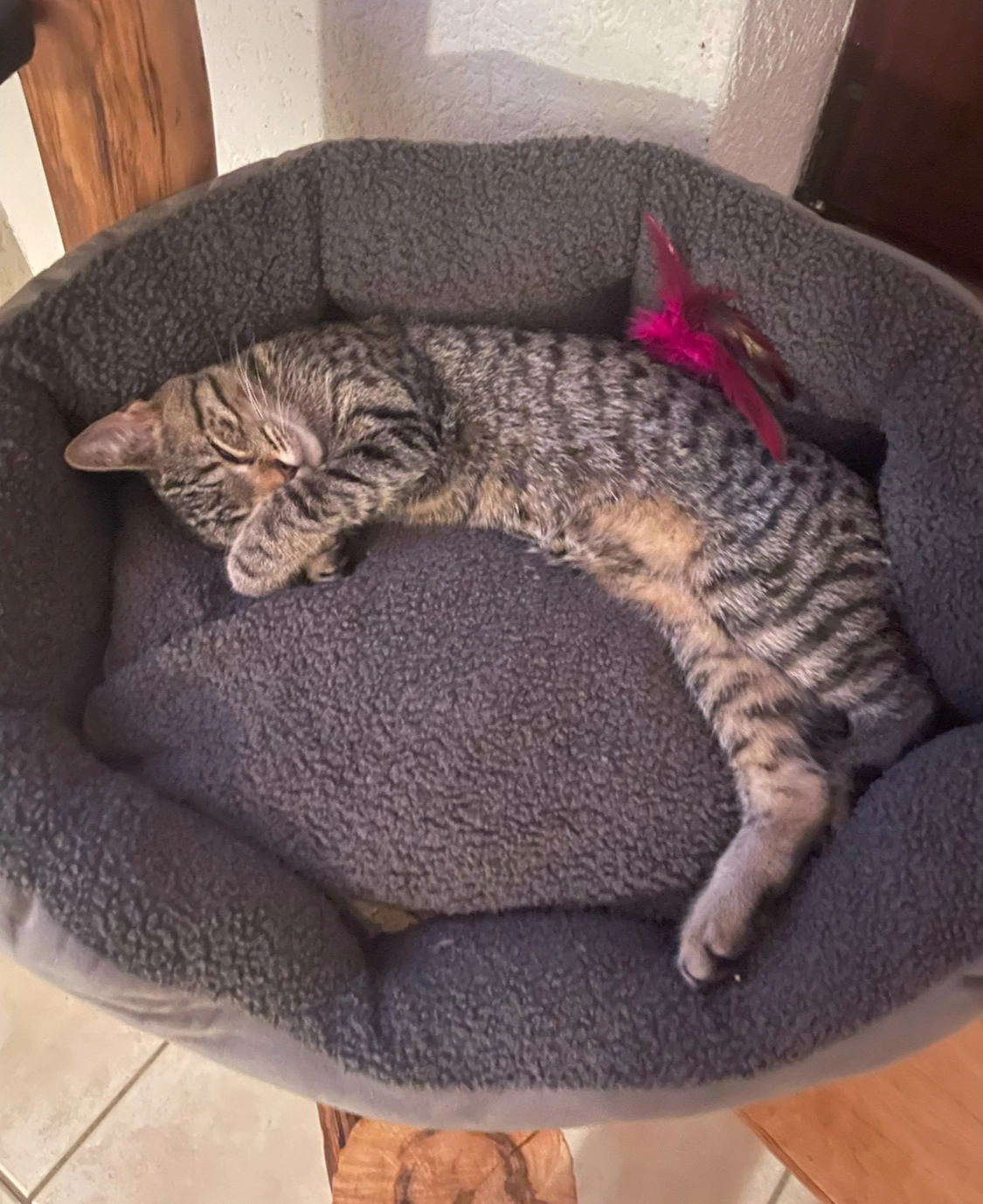 Xara - 53359, Rheinbach