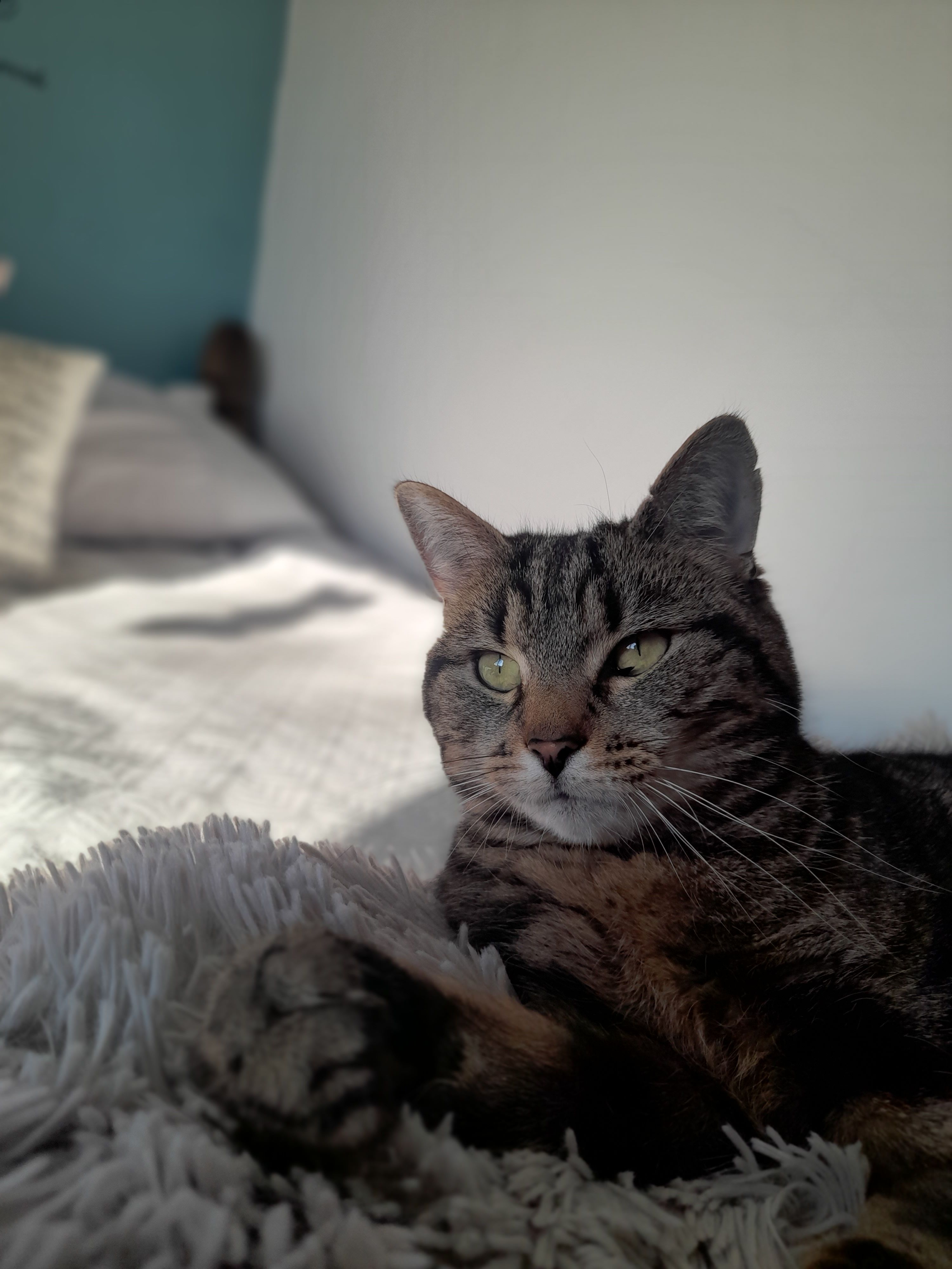 Stella - Philip's Road, Wrexham