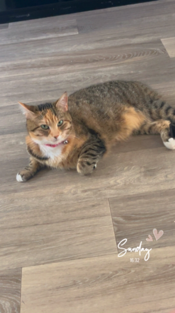 Daisy - Gortboy, Newcastle West