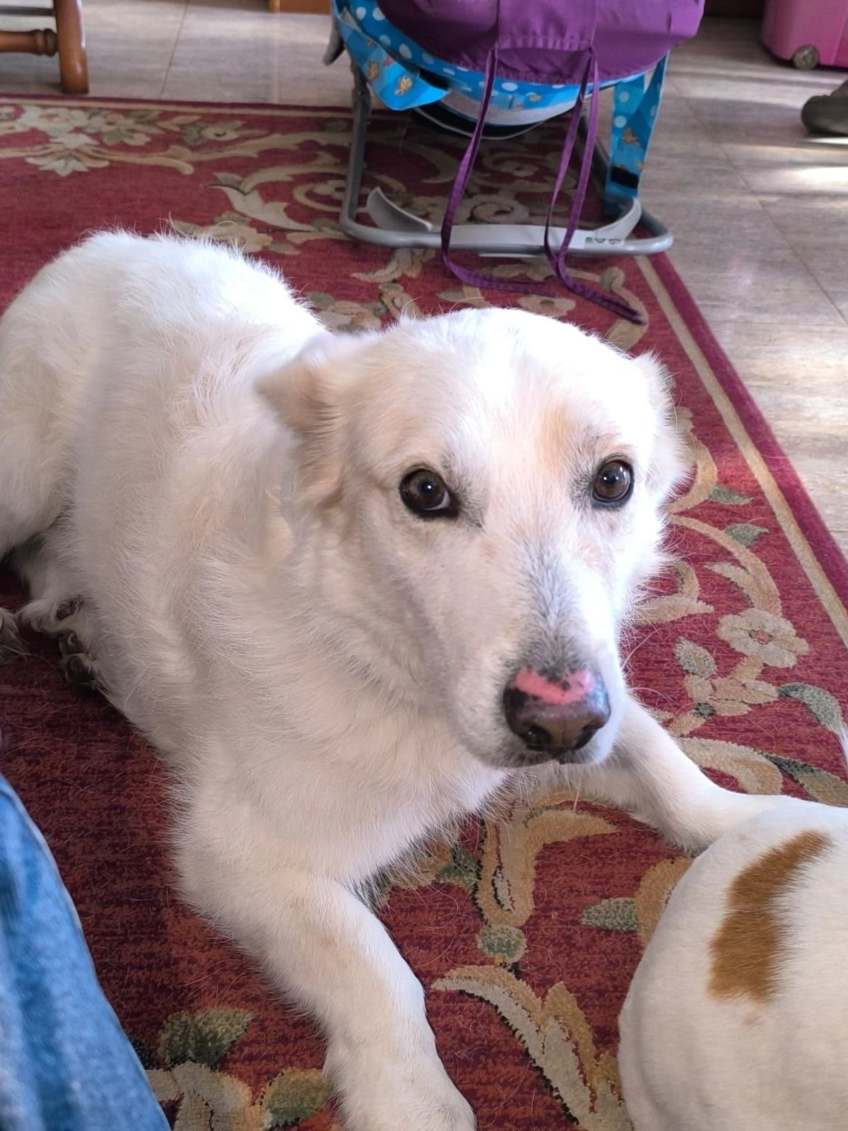 Fujur - Camino del Salto, Jijona