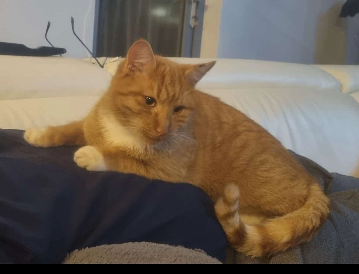 Piefke - Leo-Tolstoi-Straße 47, Leipzig