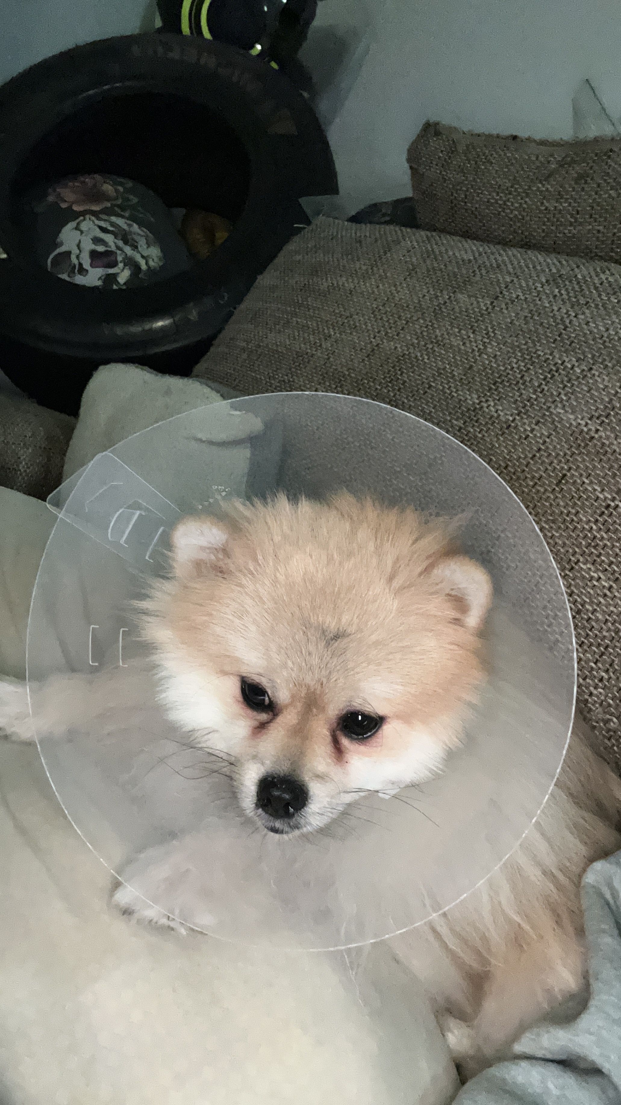 Beer - Sterrekroosstraat, Rotterdam