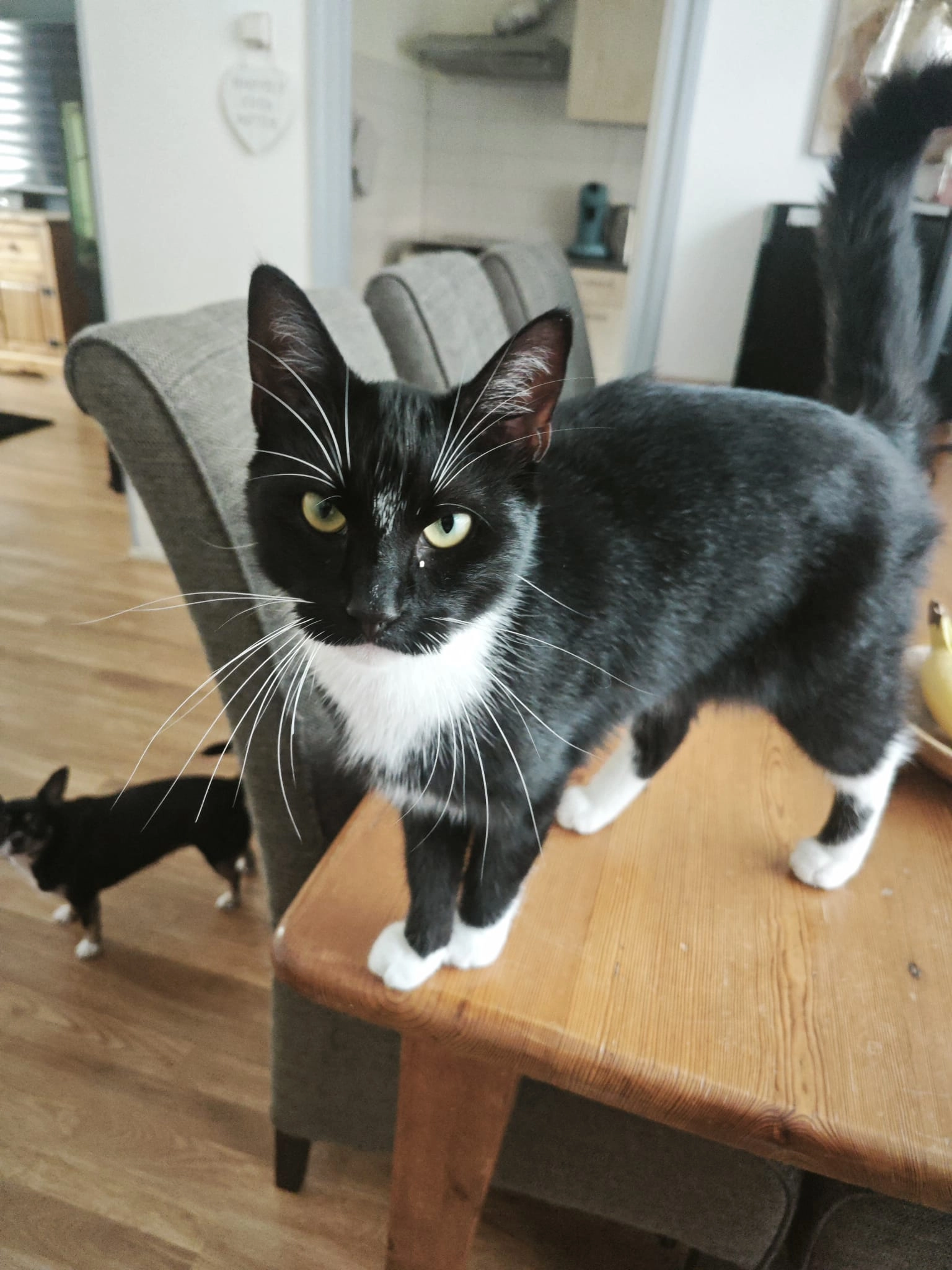 Tommie - Vlasserslaan, Ulrum